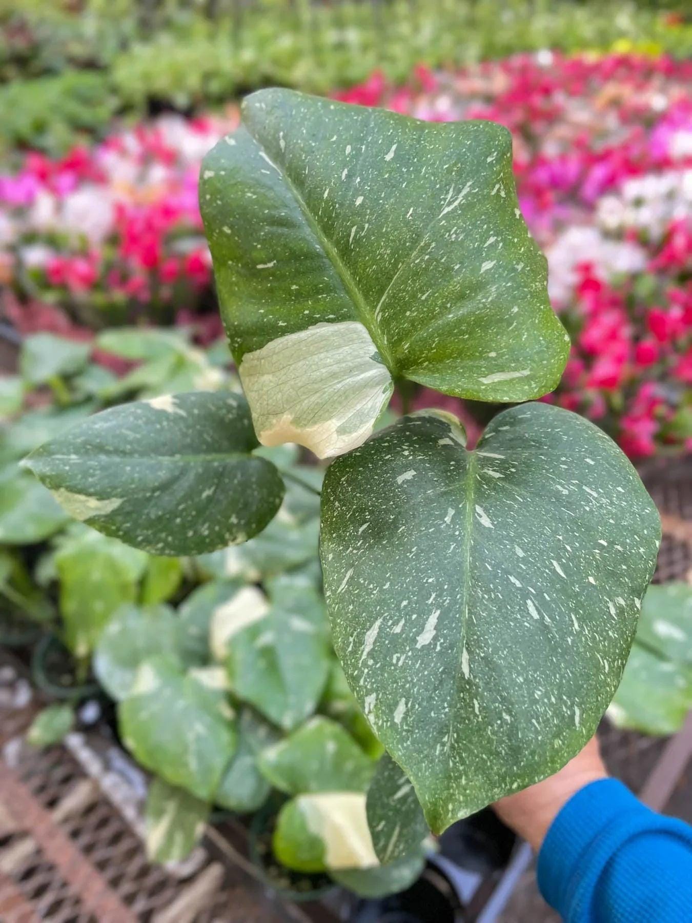 Monstera 'Thai Constellation' 2" Pot Austin Jungle Co.