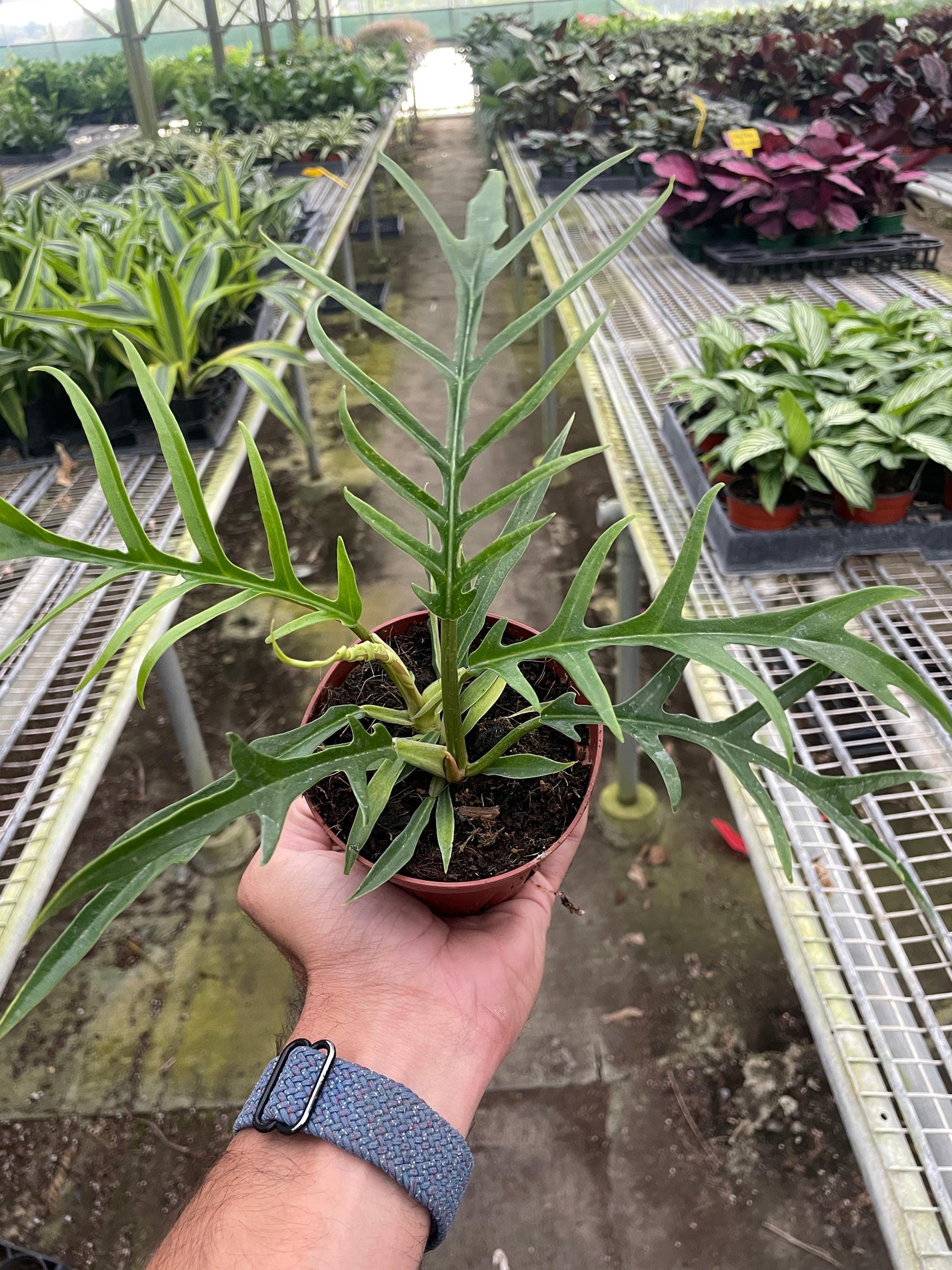 Philodendron 'Tortum' Indoor Plants 2" Pot Austin Jungle Co.