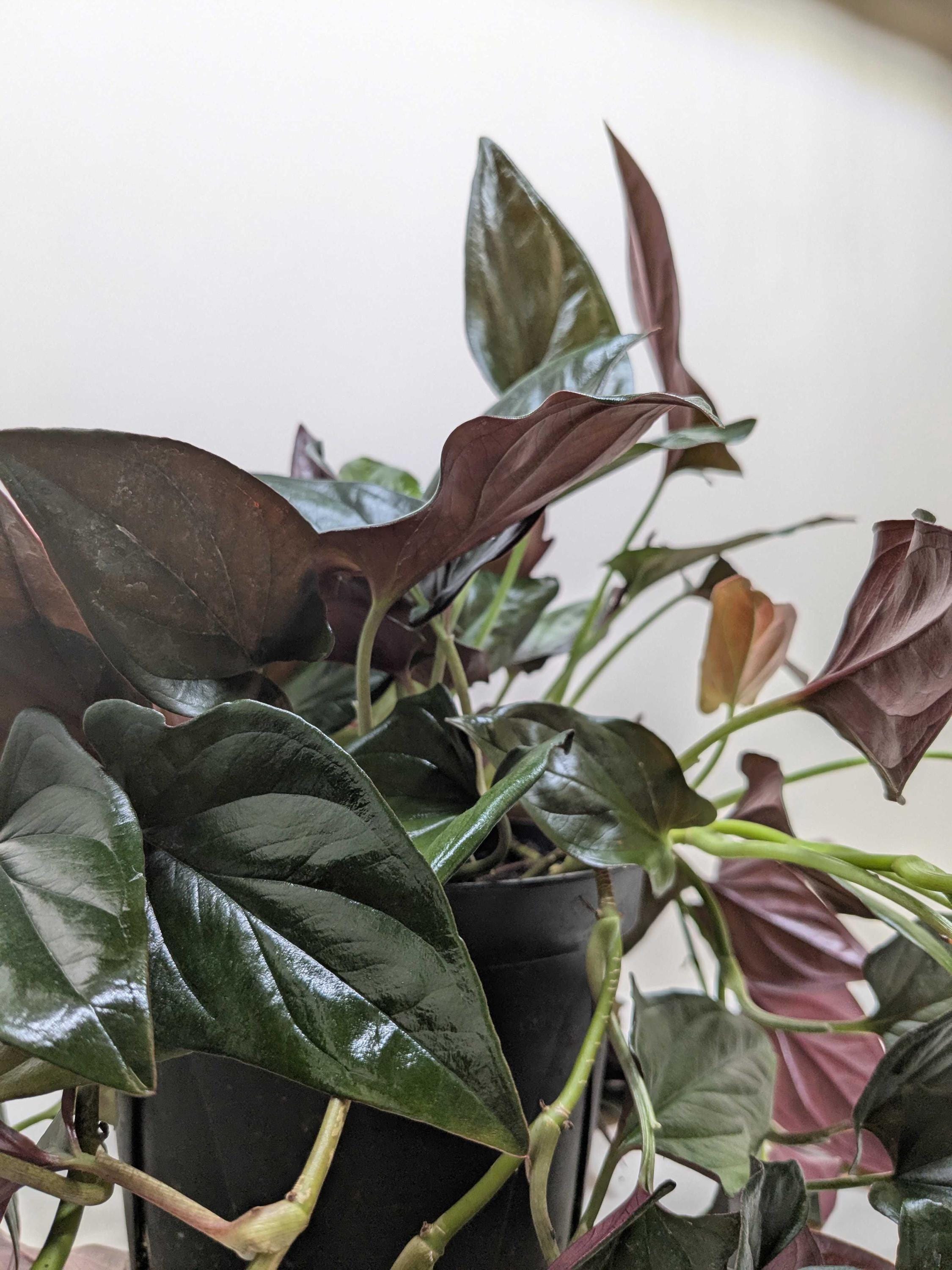 Syngonium 'Red Arrow' Indoor Plants 4" Pot Austin Jungle Co.