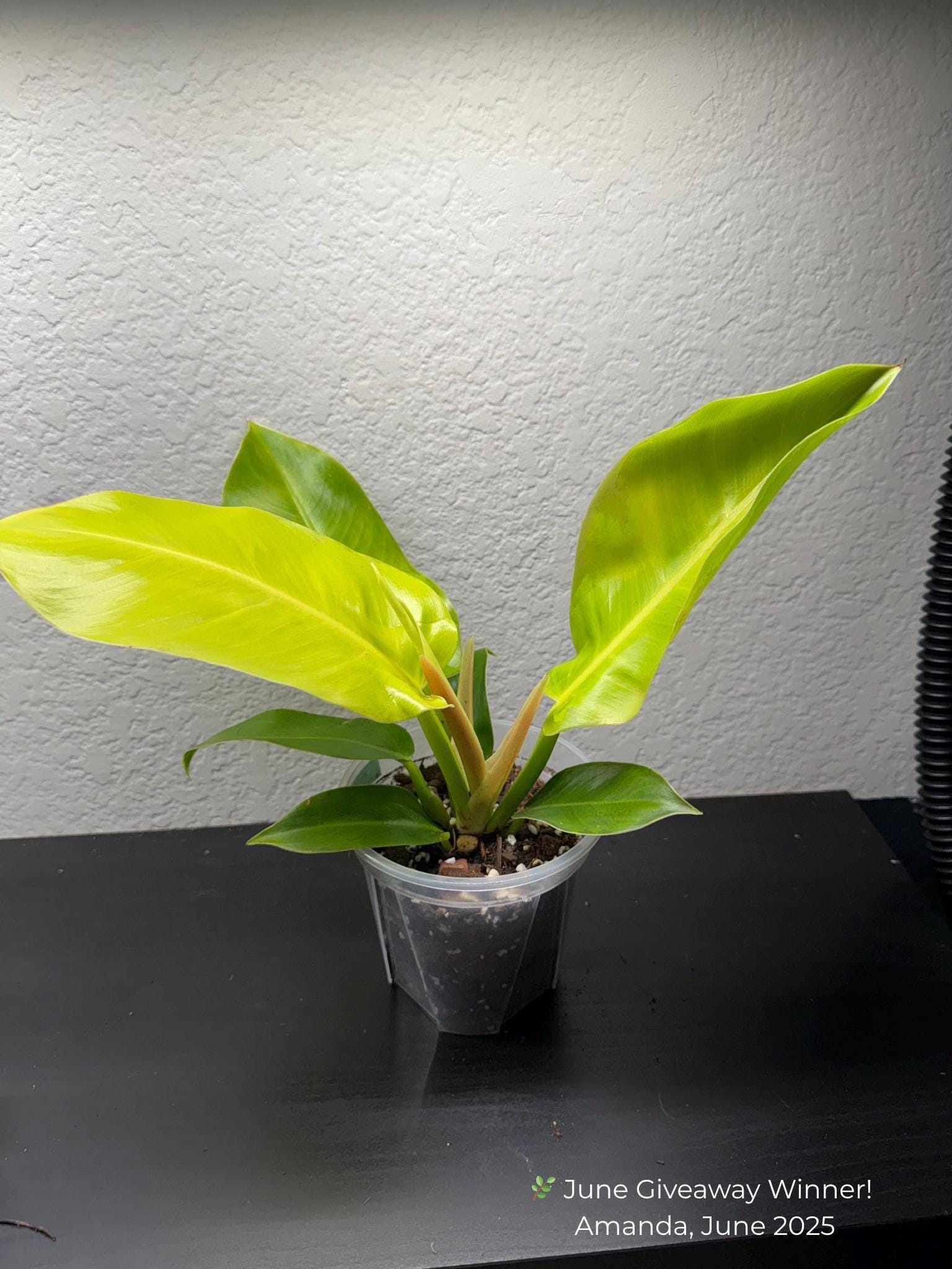 Philodendron 'Moonlight'