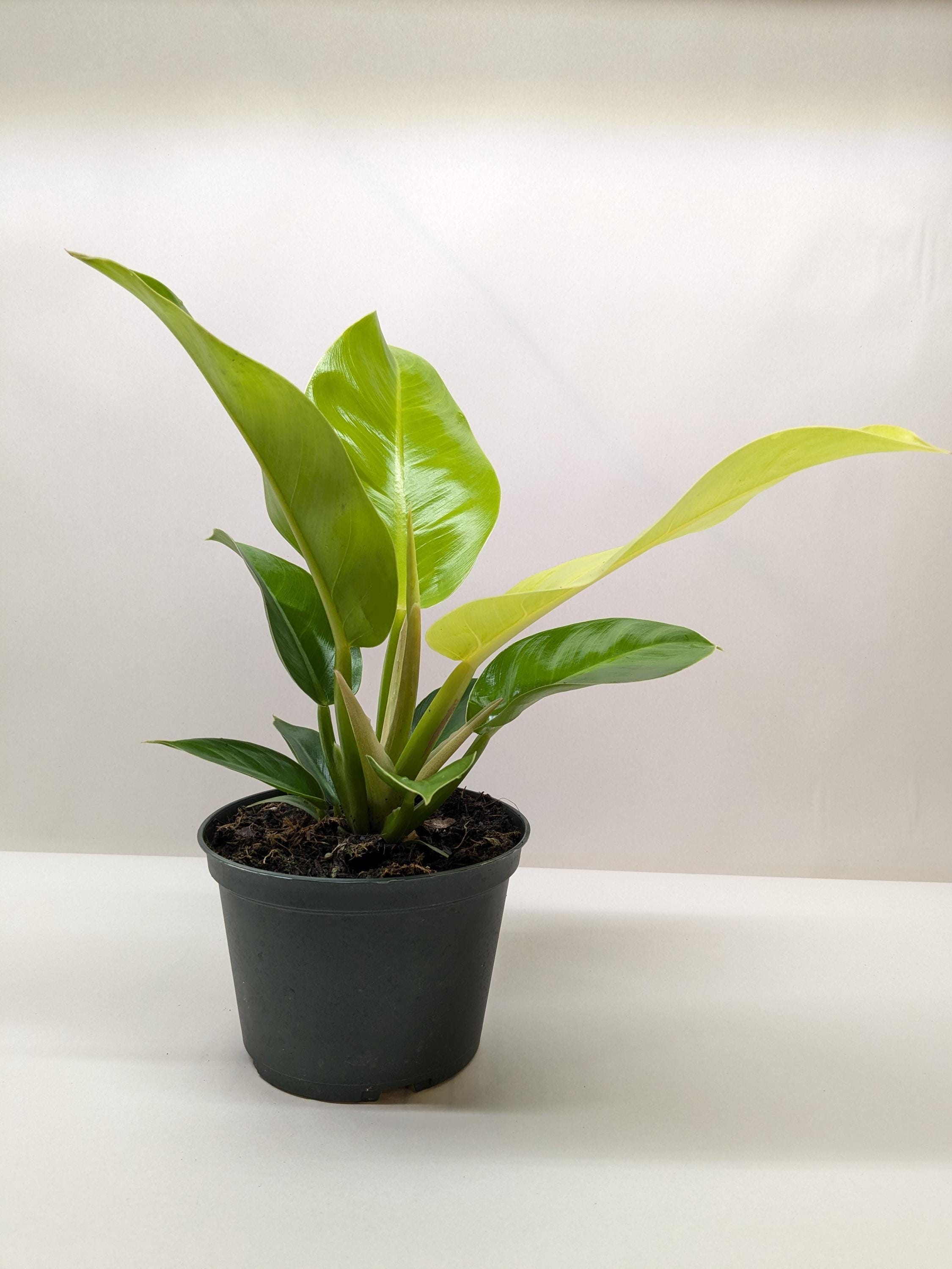 Philodendron 'Moonlight'