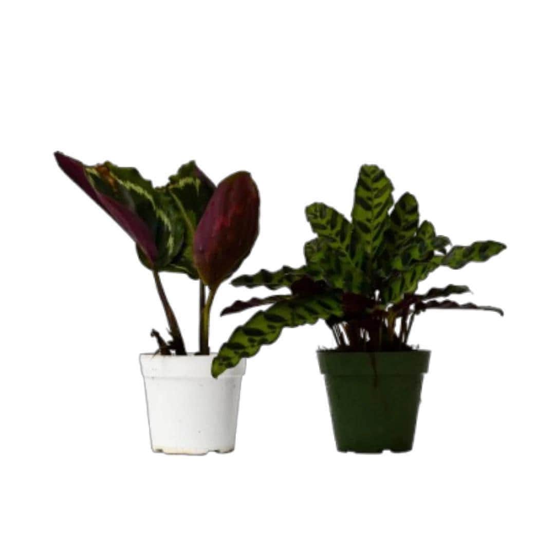 2 Calathea Plants Variety Pack in 4" Pots 4" Plant (2pk/$2) ($10 Ship/31oz) 4" Pot Austin Jungle Co.