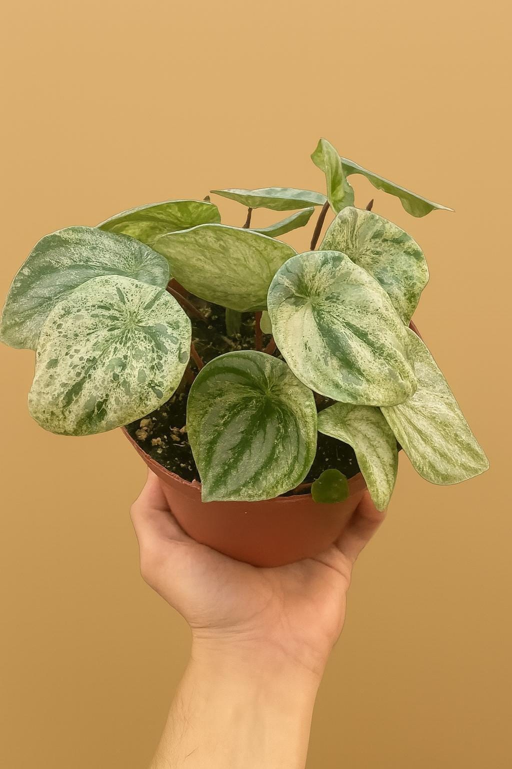 Peperomia 'Watermelon Variegated'