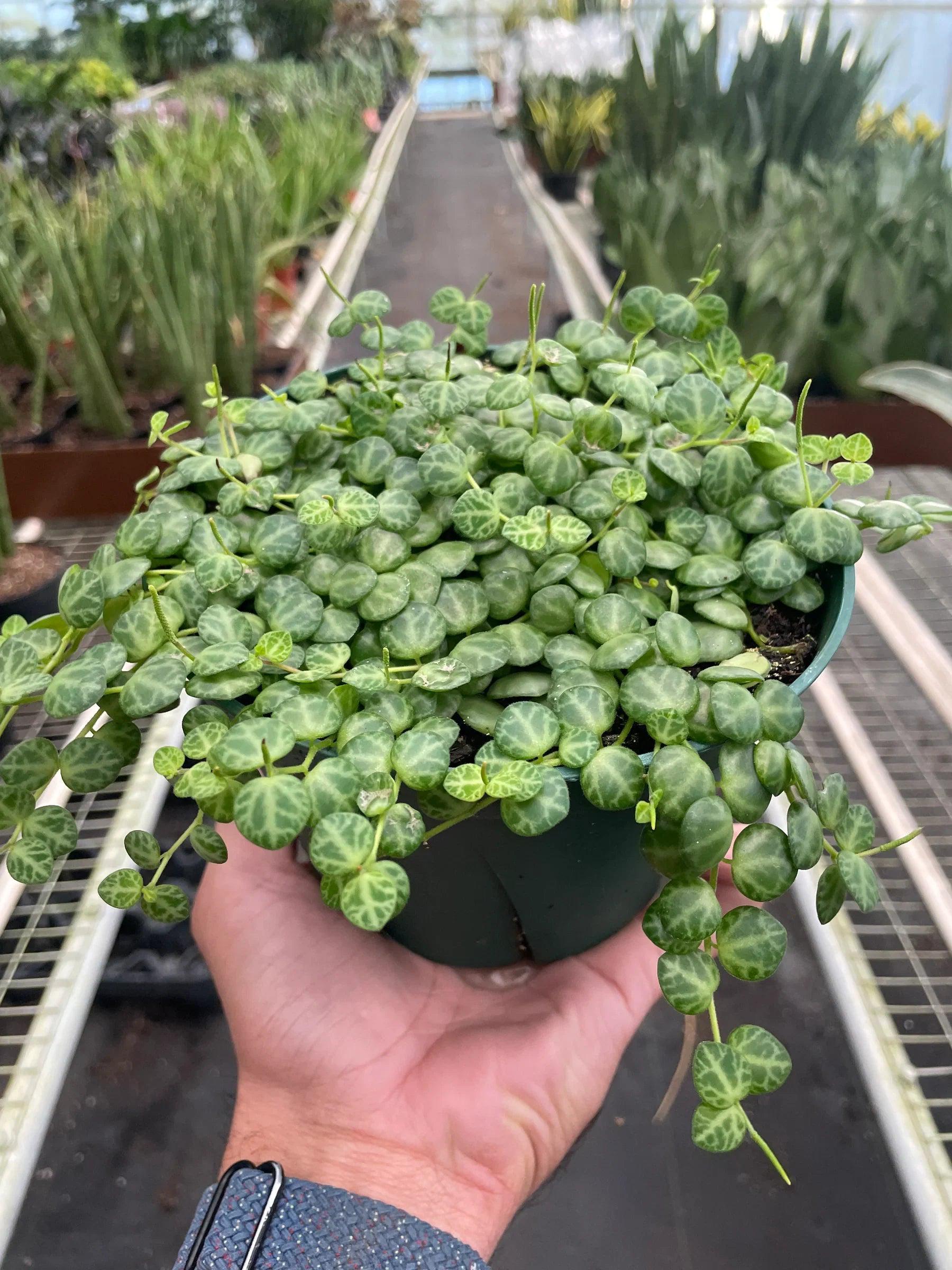 Peperomia Prostrata 'String of Turtles' 3" Pot Austin Jungle Co.