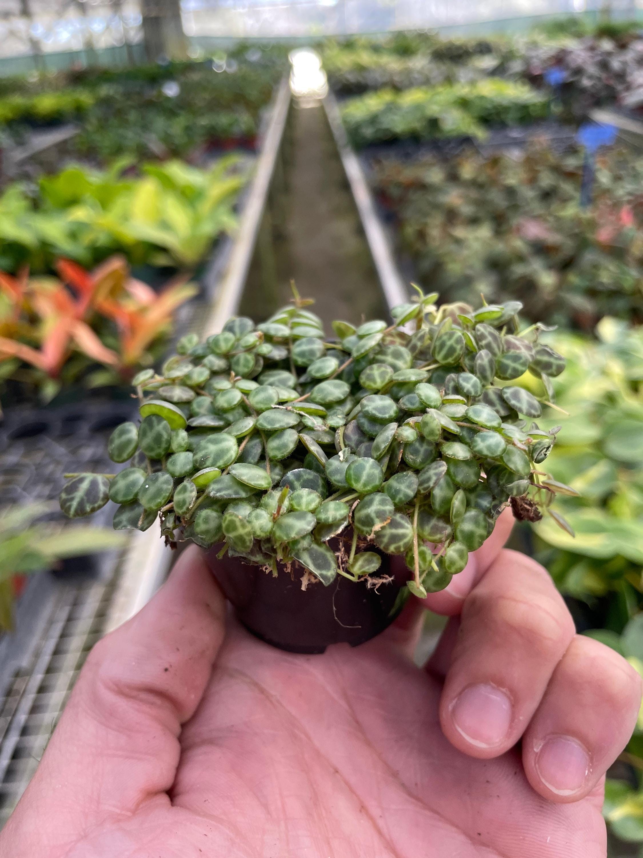 Peperomia Prostrata 'String of Turtles' 3" Pot Austin Jungle Co.
