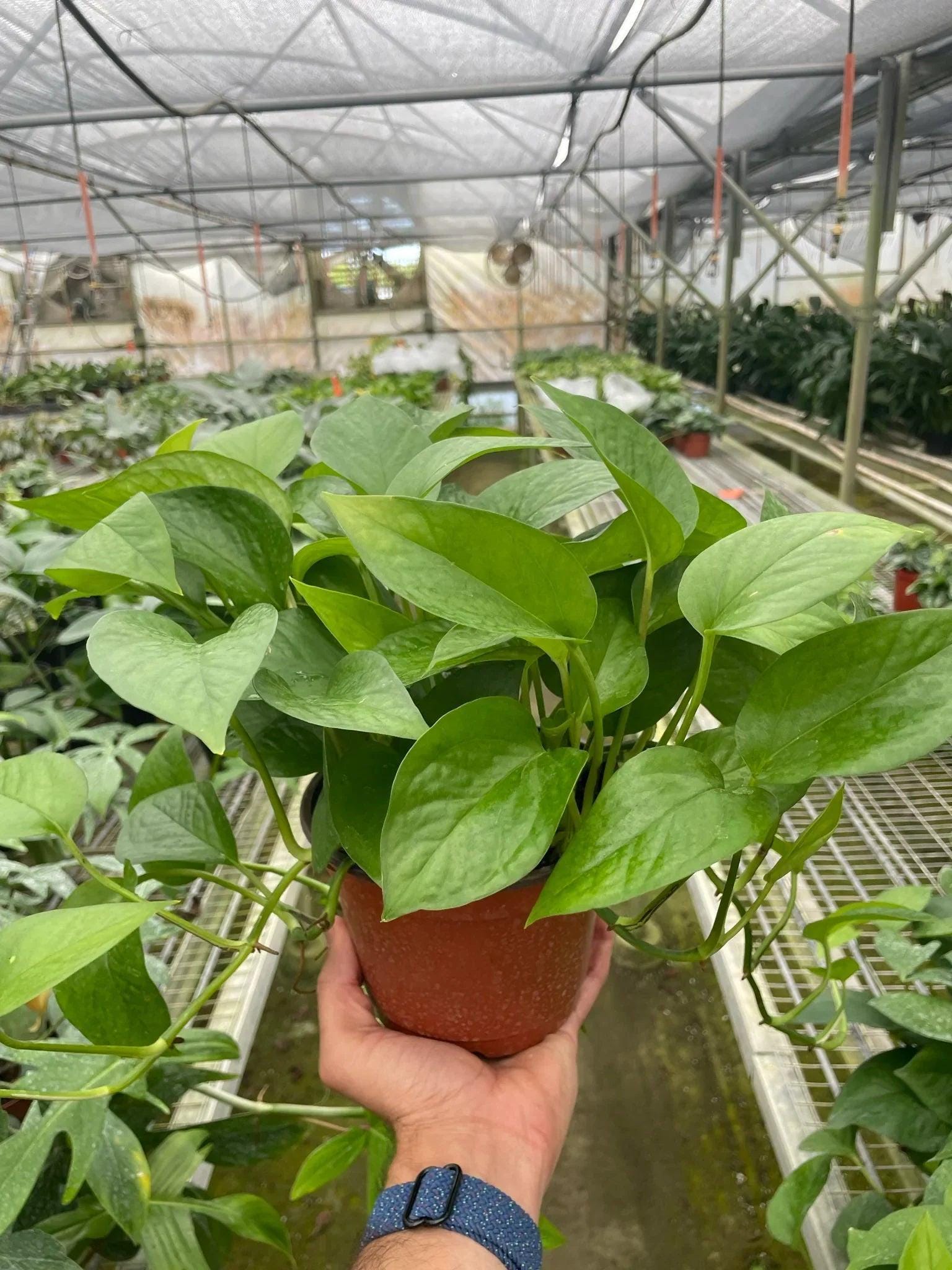 Pothos 'Green Queen' Indoor Plants 3" Pot Austin Jungle Co.