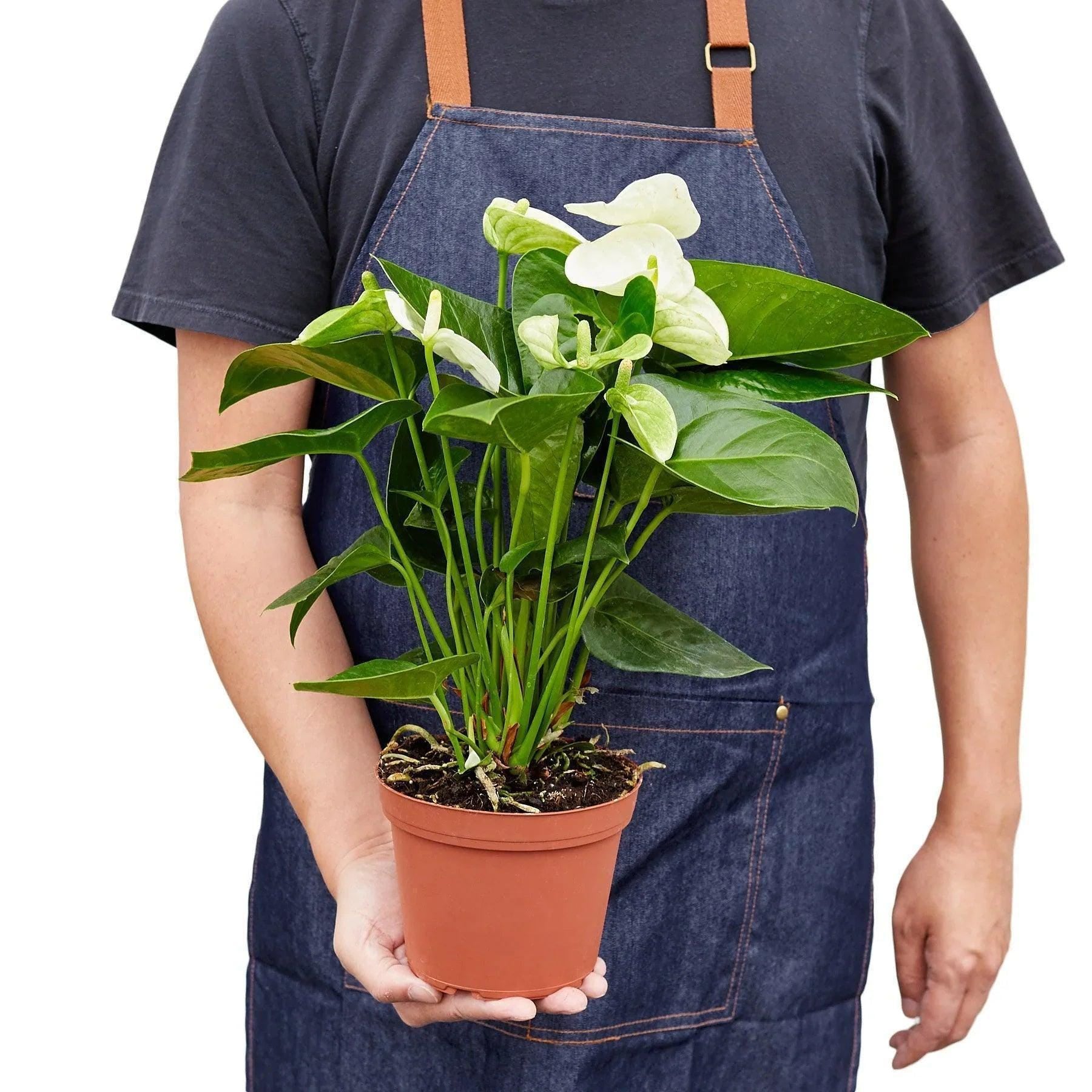 May include: A white anthurium plant in a brown pot. The plant has large, green leaves and white flowers.