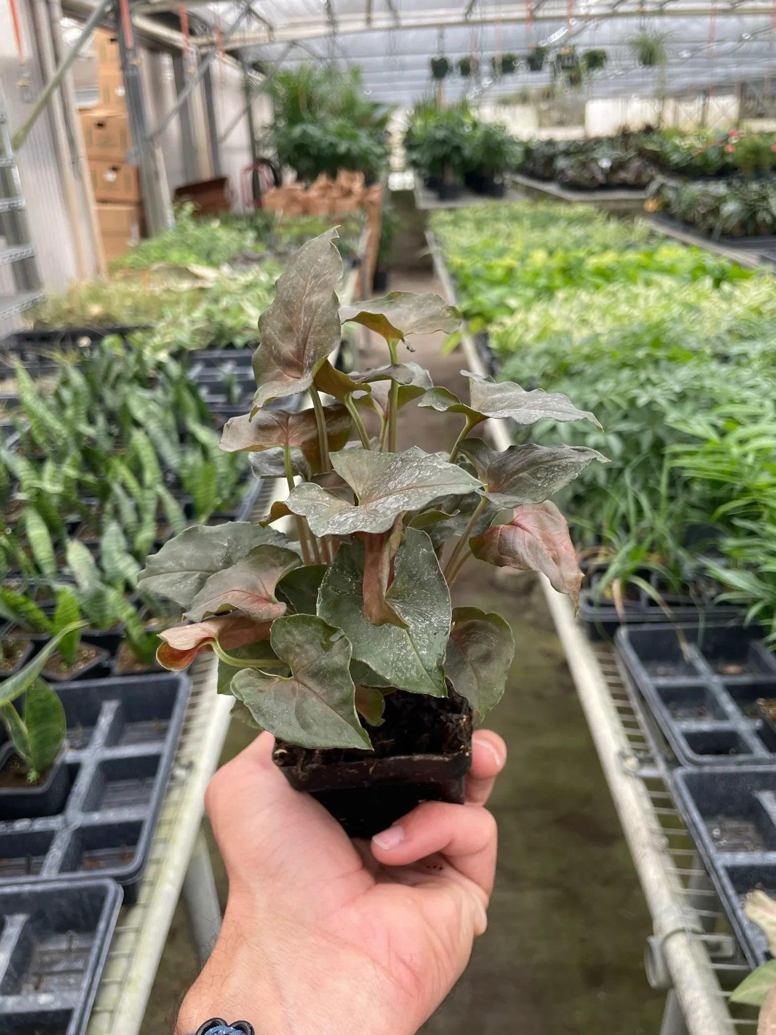 Syngonium Merry 4" Plant 3" Pot Austin Jungle Co.