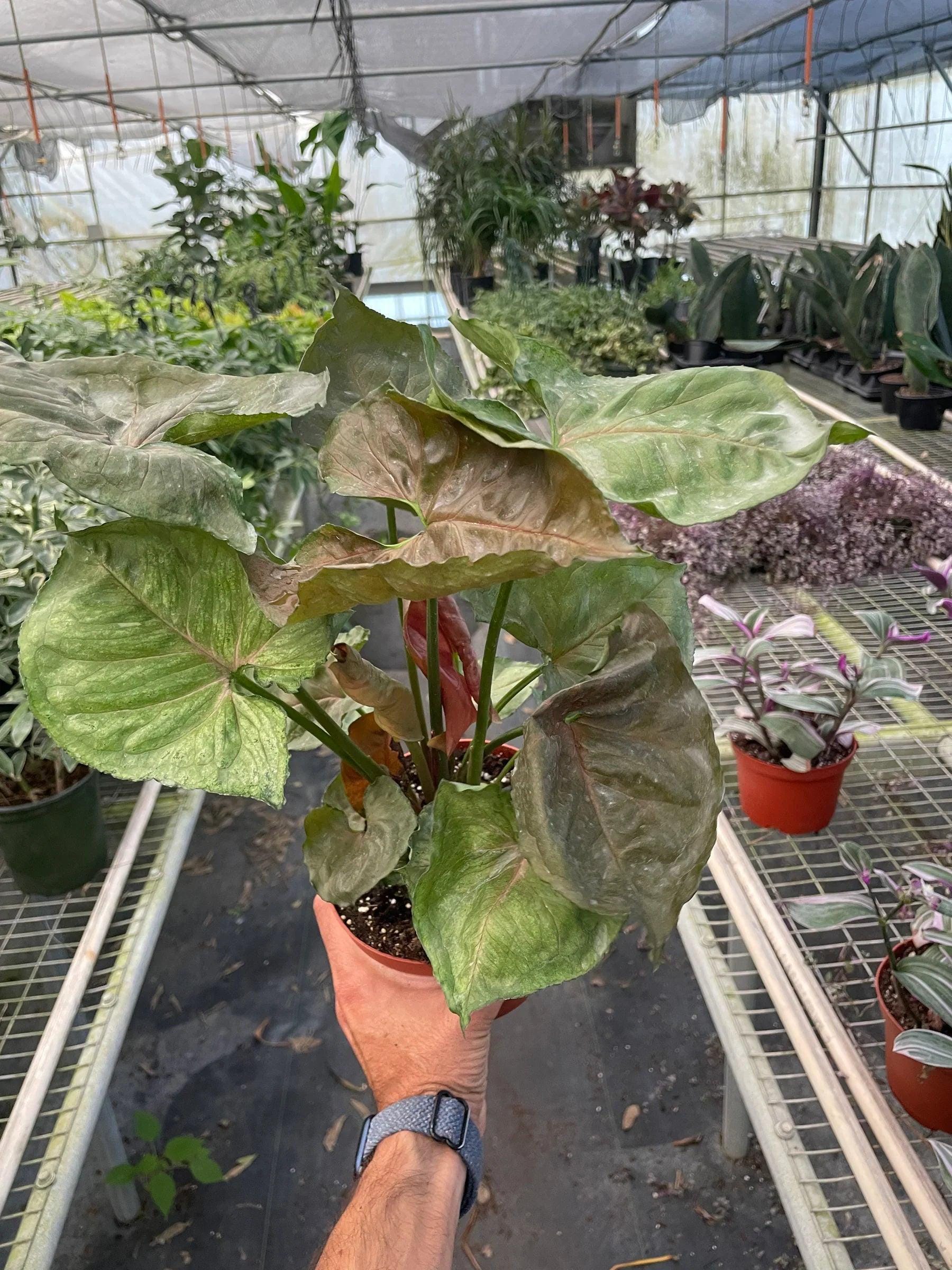 Syngonium Merry 4" Plant 3" Pot Austin Jungle Co.