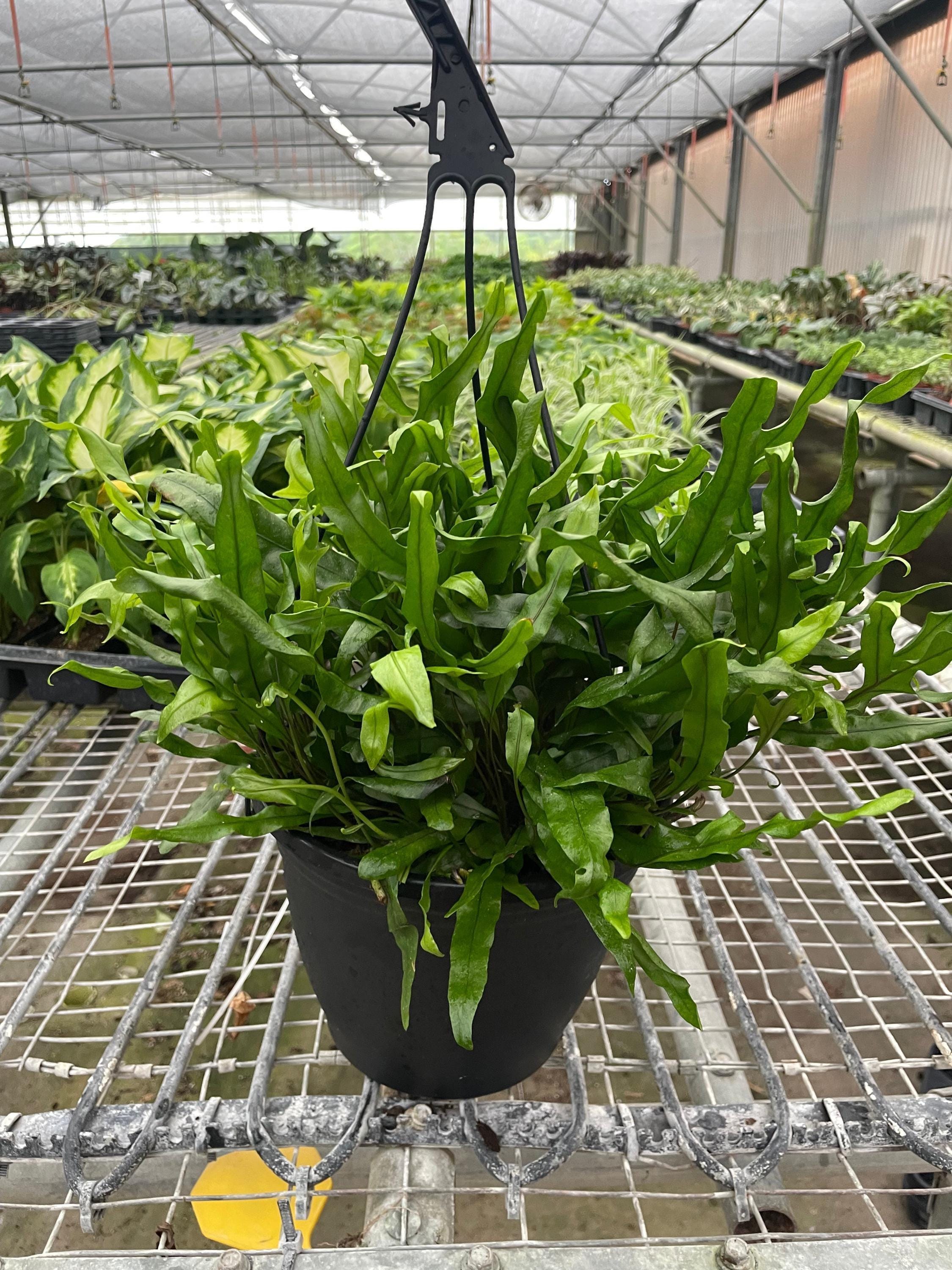 Fern 'Kangaroo Paw' 6" Plant 4" Pot Austin Jungle Co.