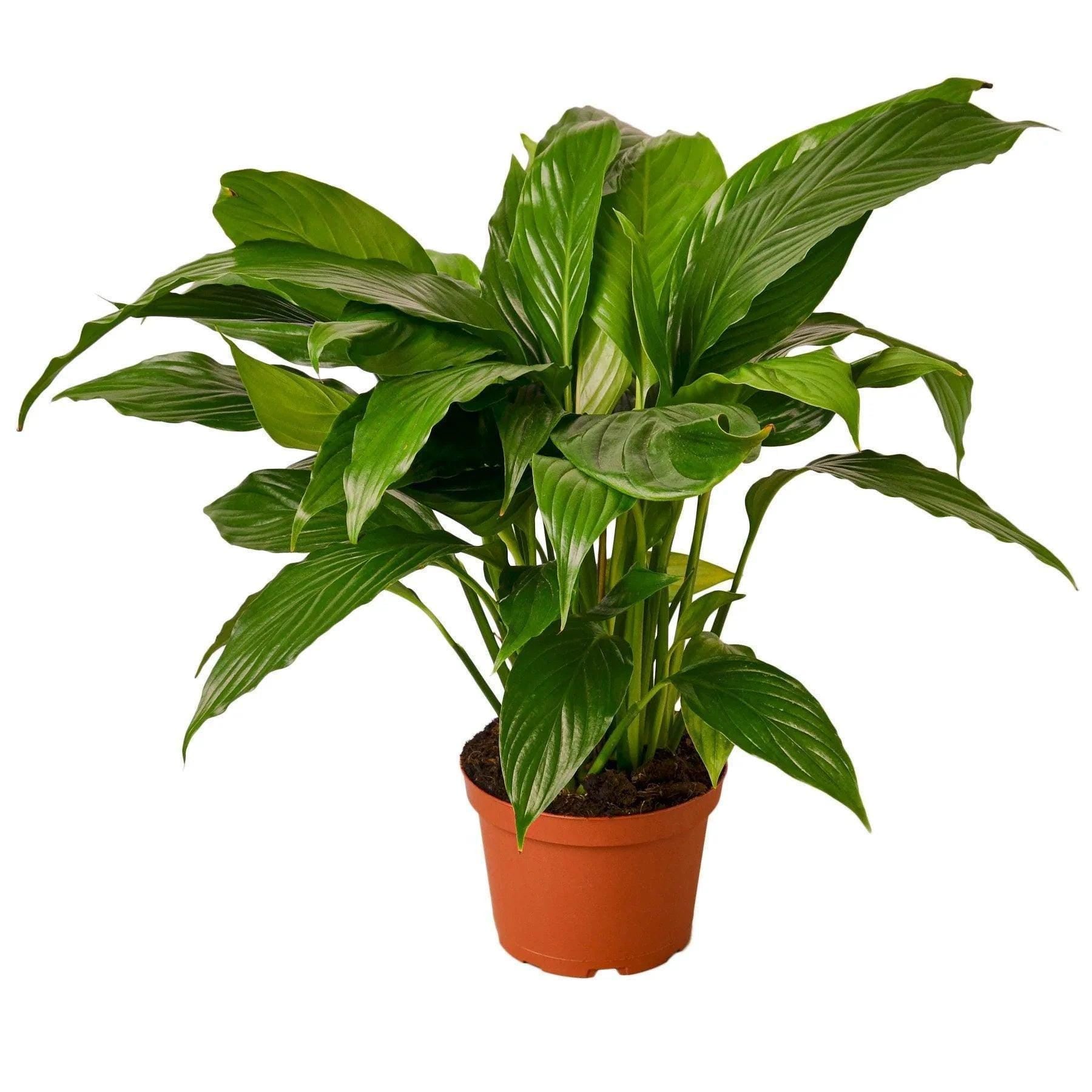 Spathiphyllum 'Peace Lily' Indoor Plants 6" Pot Austin Jungle Co.