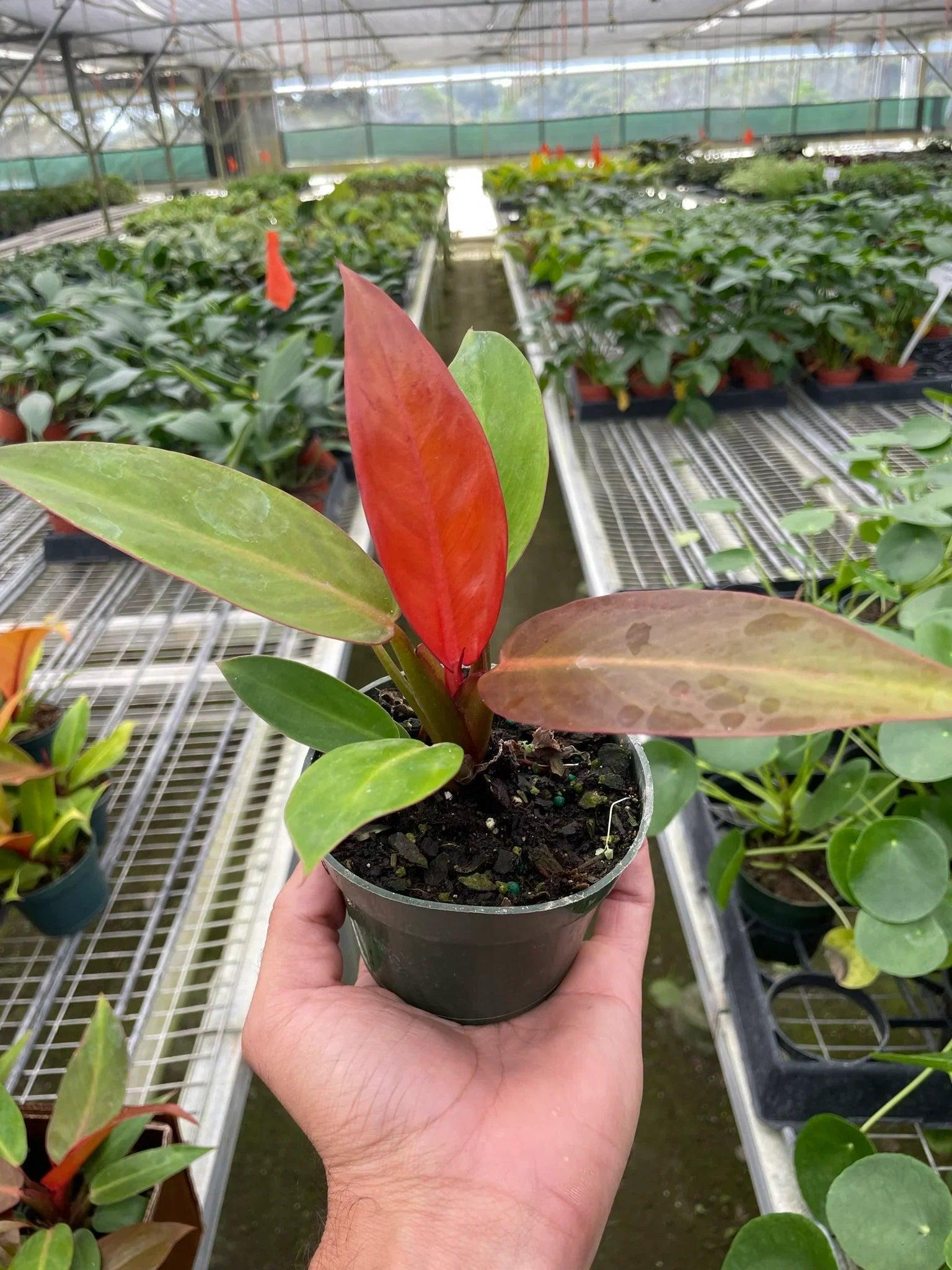 Philodendron 'Sun Red' 4" Pot Austin Jungle Co.