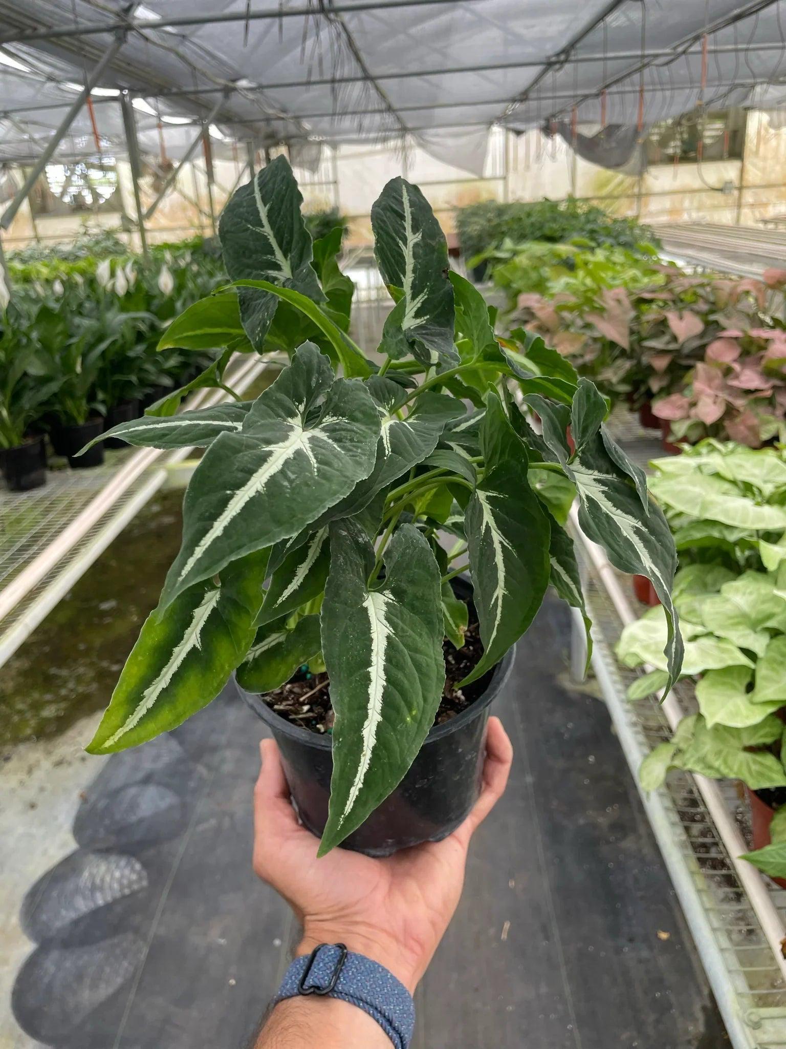 Syngonium wendlandii 'Black Velvet' 4" Pot Austin Jungle Co.
