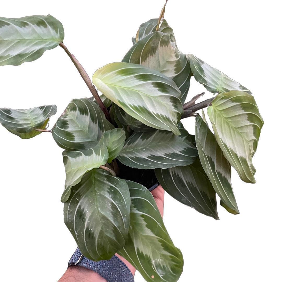 Maranta 'Silver Band'