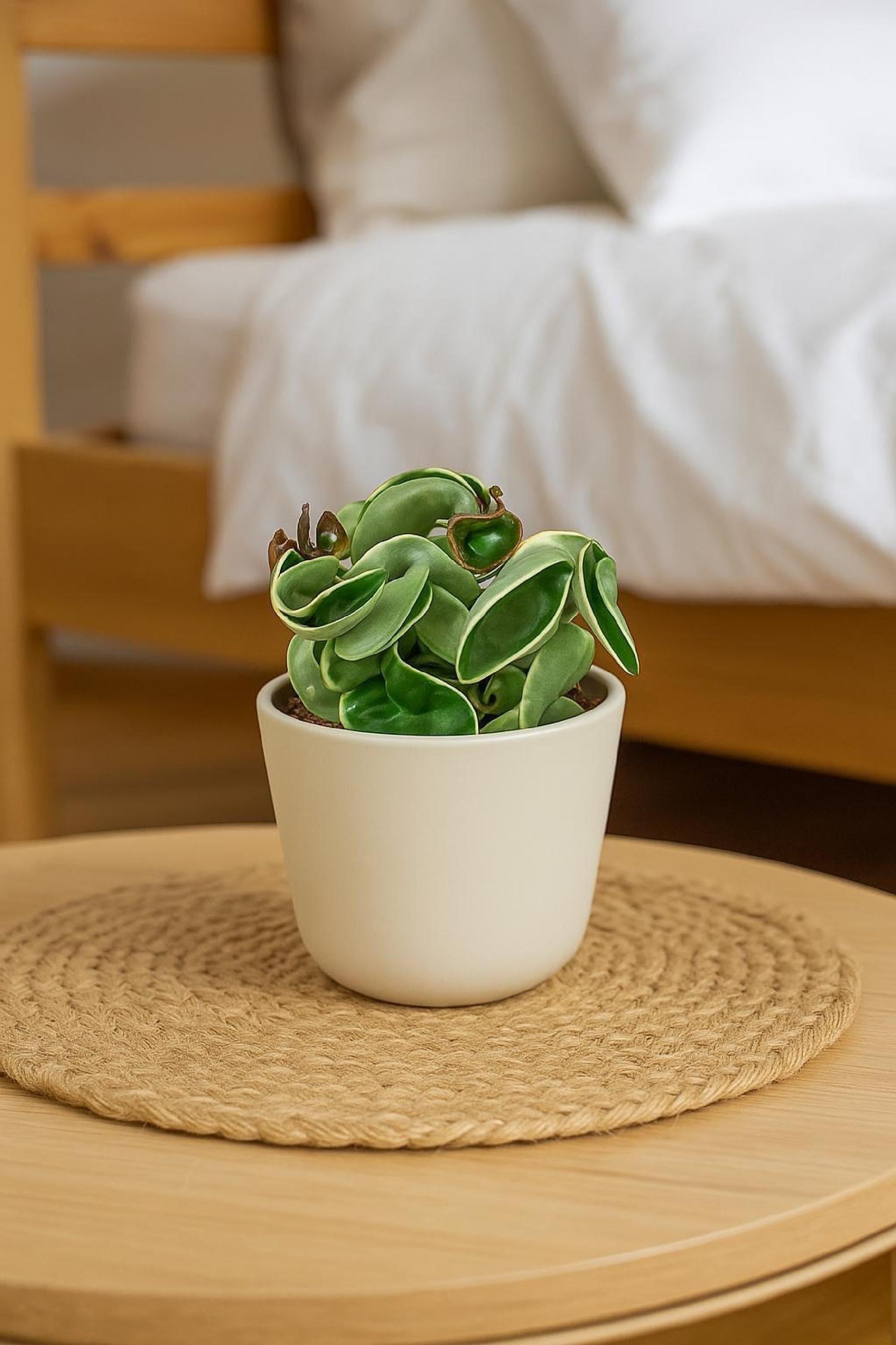 Variegated Hoya Hindu Rope Plant: Curly Succulent Vine with Waxy Star Flowers - Easy Care Gift