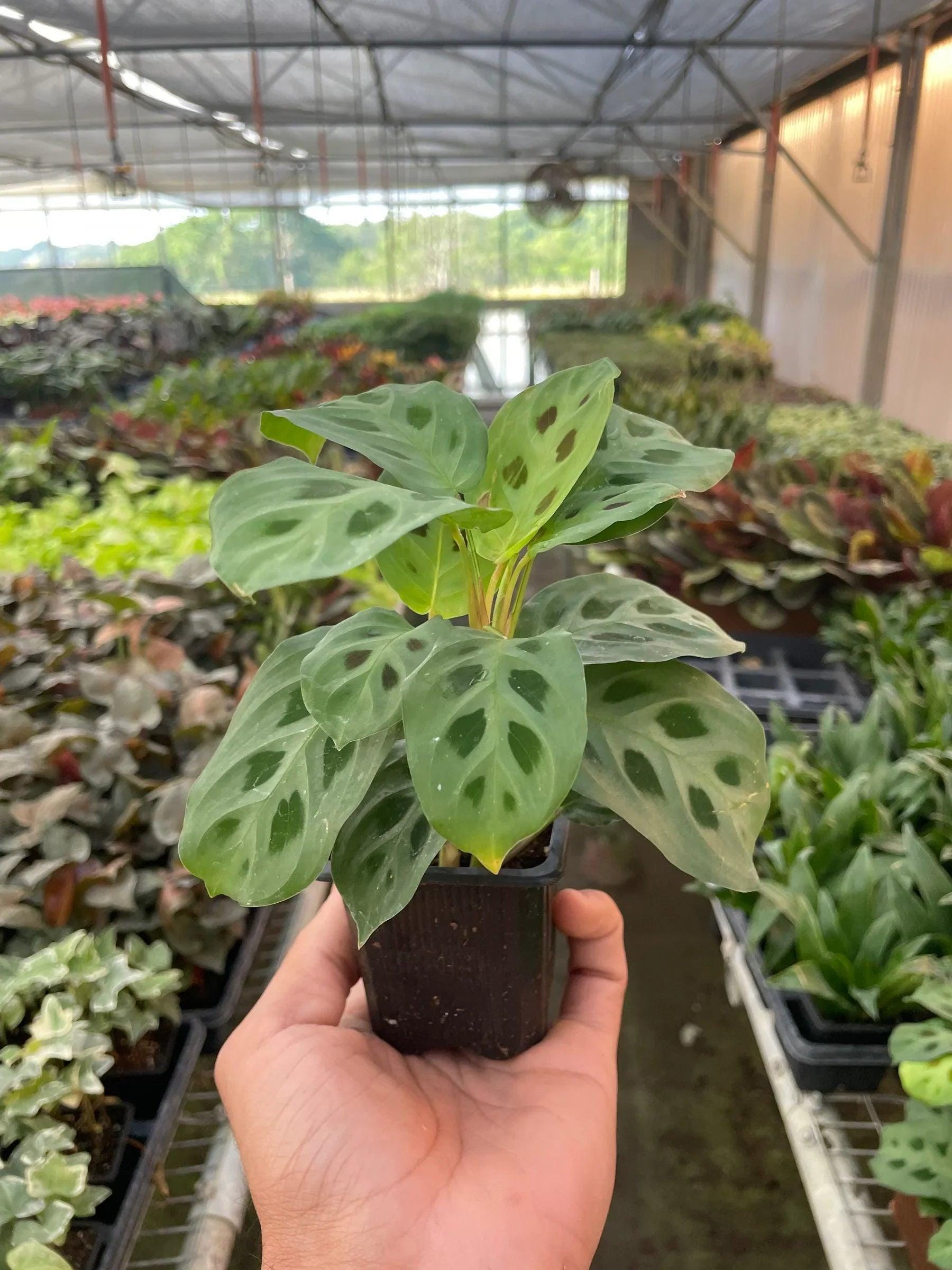 Maranta 'Leuconeura' 4" Plant (1pk/$2) ($6 Ship/15oz) 3" Pot Austin Jungle Co.