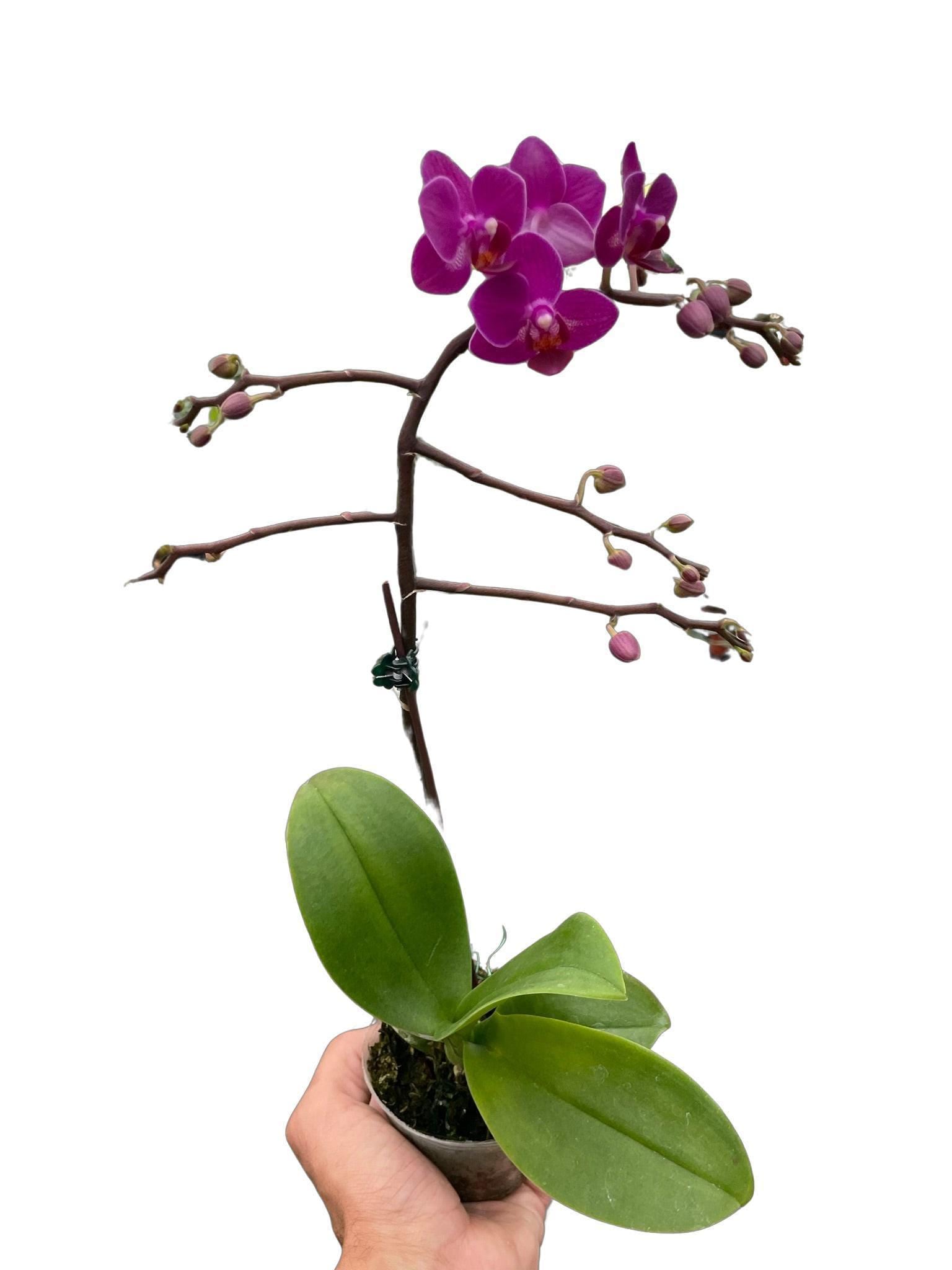 Orchid 'Purple Phalaenopsis' 3" Pot / Double Spike Austin Jungle Co.
