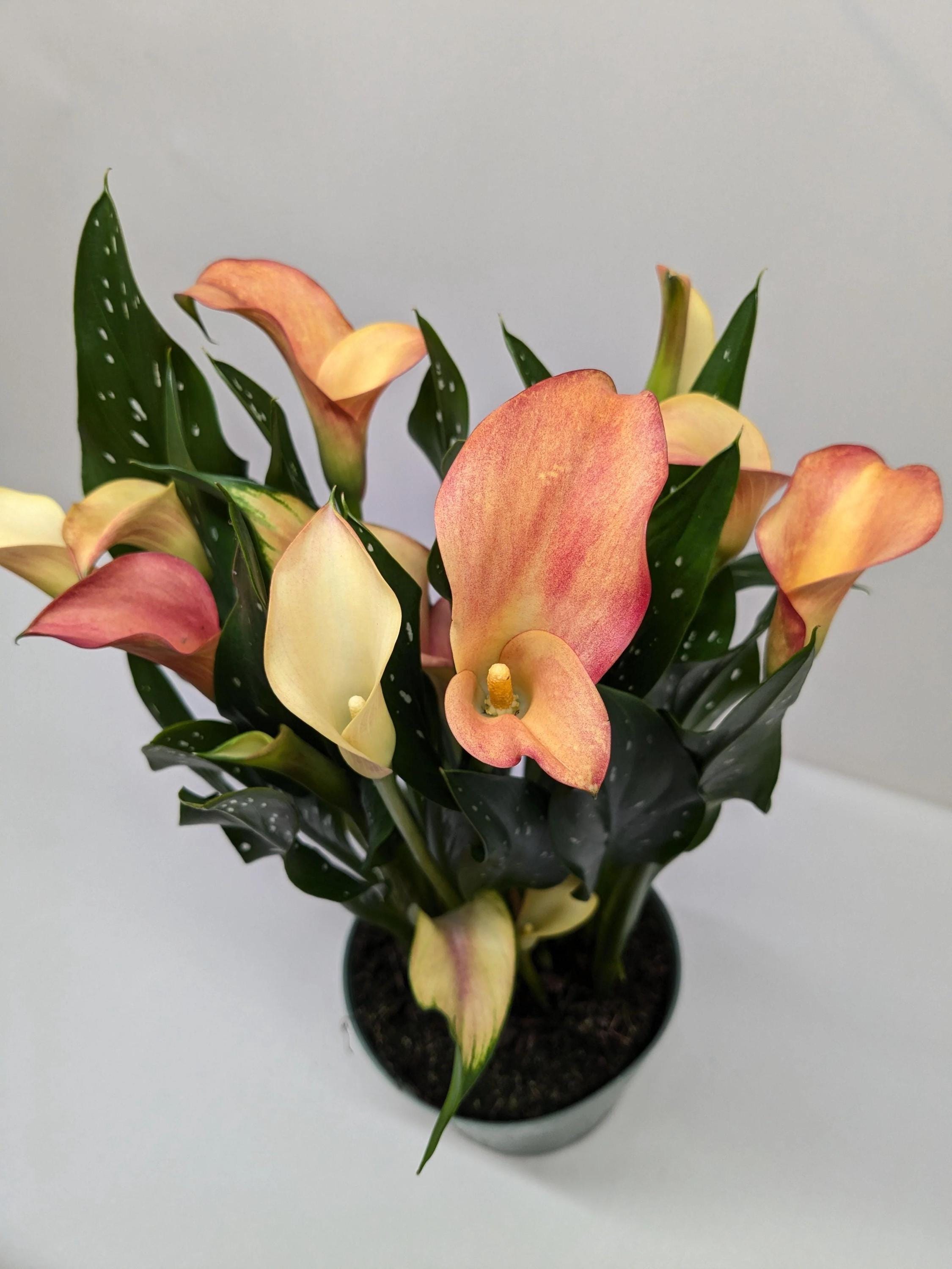 Calla Lily