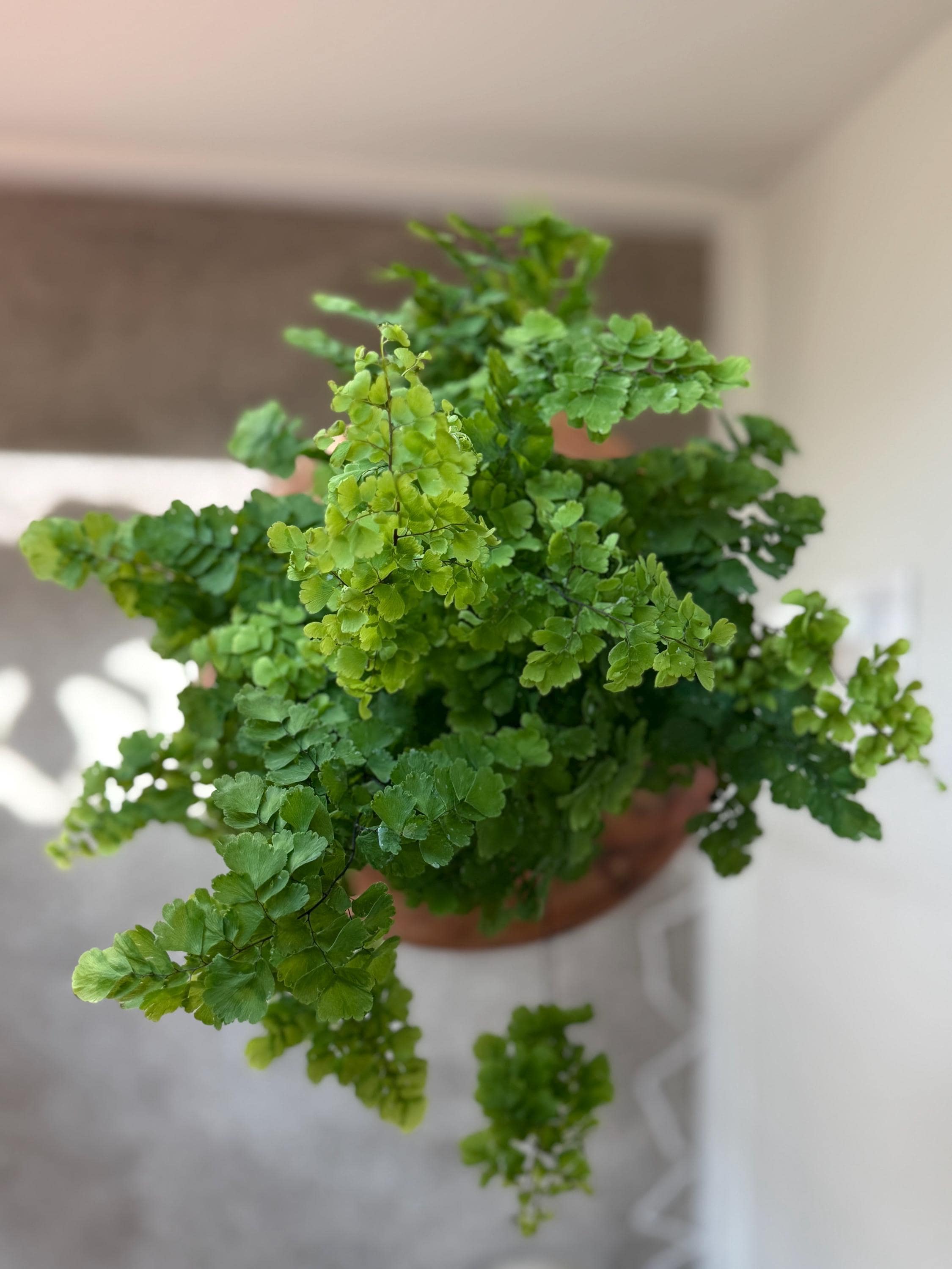 Maidenhair Fern Indoor Plants 4" Pot / Nursery Pot Austin Jungle Co.