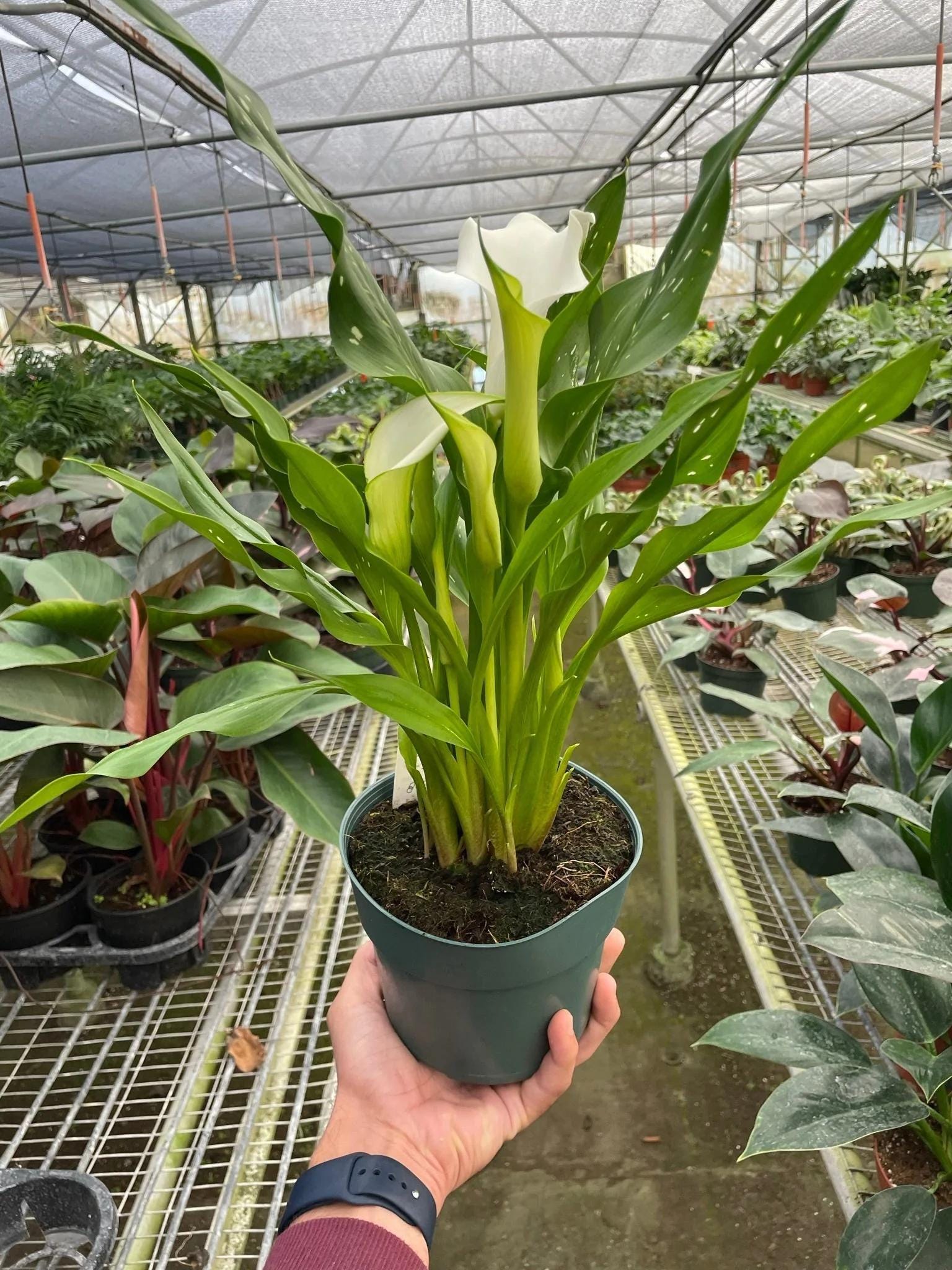 Calla Lily 6" Plant (2pk/$4.5) ($15 Ship/63oz) 4" Pot / Pink Austin Jungle Co.