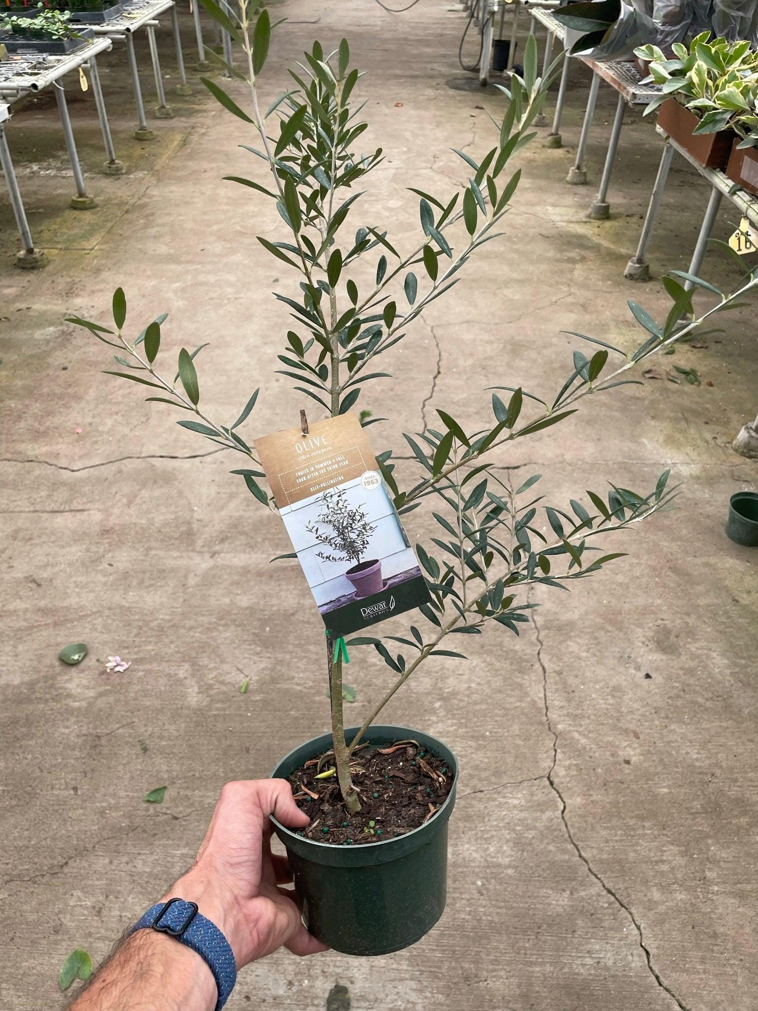 Common Olive Tree (Olea europaea) Indoor Plants 6" Pot Austin Jungle Co.