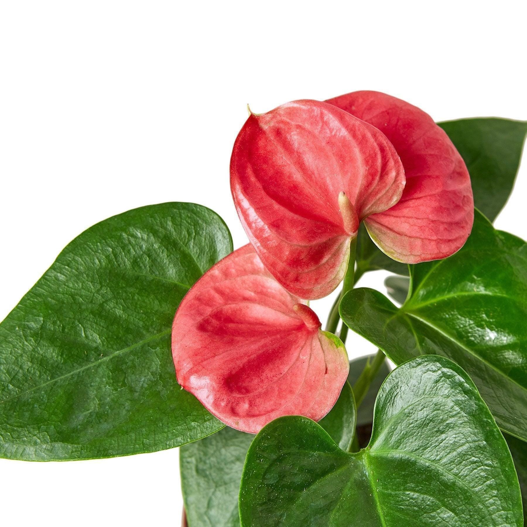 Anthurium 'Pink' Indoor Plants 4" Pot Austin Jungle Co.