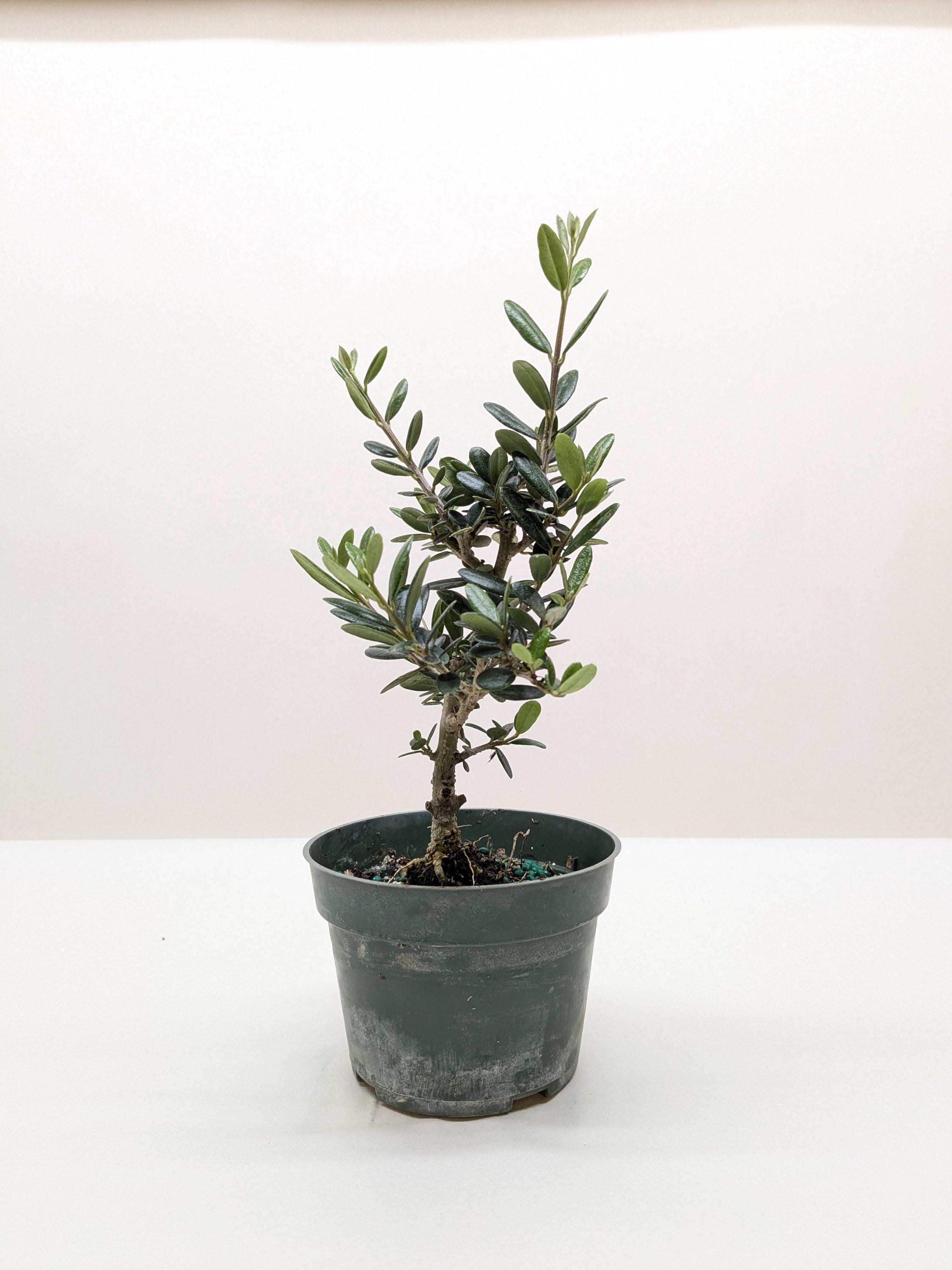 Common Olive Tree (Olea europaea) Indoor Plants 4" Pot Austin Jungle Co.
