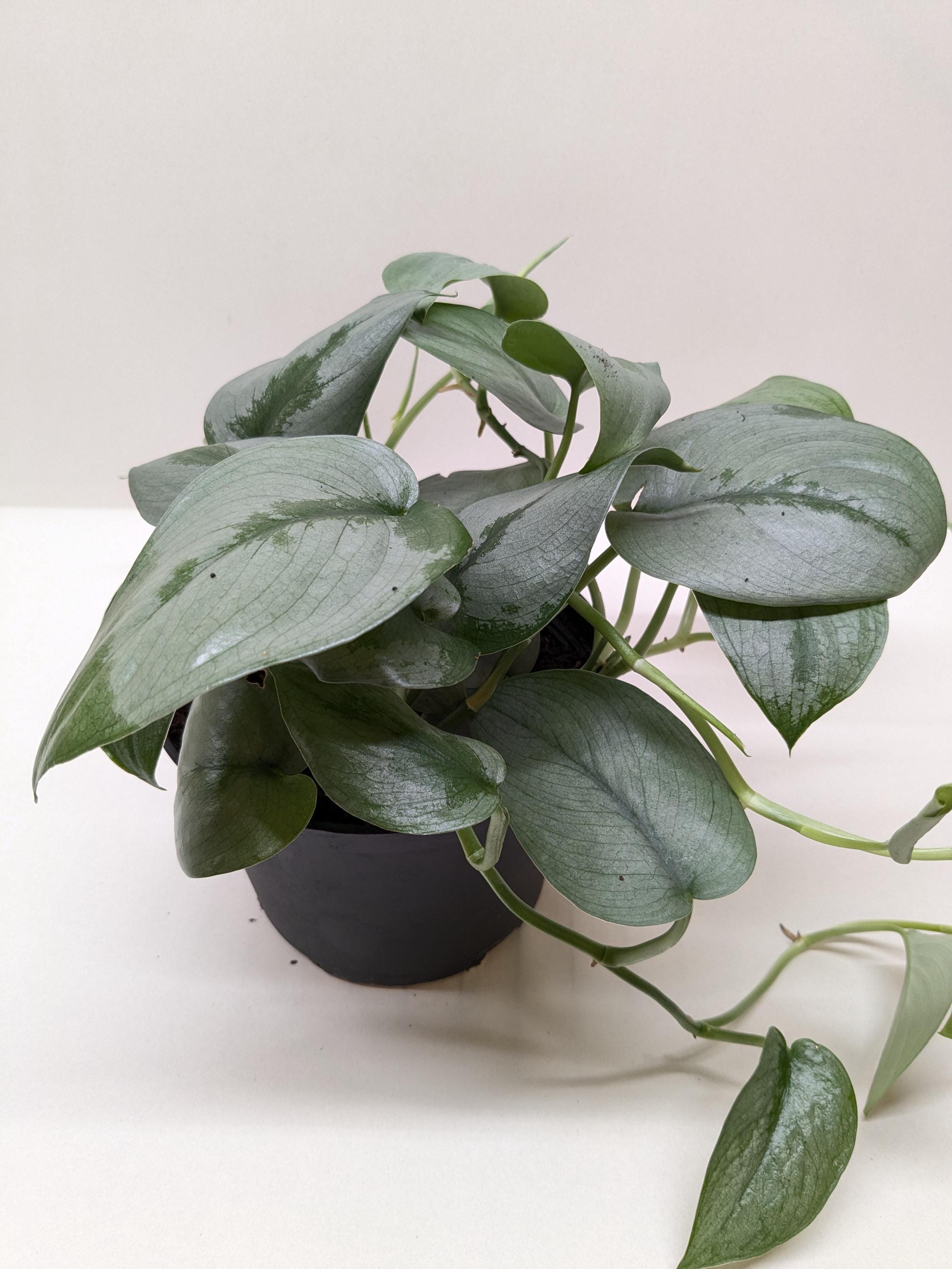 Scindapsus Platinum Java Indoor Plants 6" Pot Austin Jungle Co.