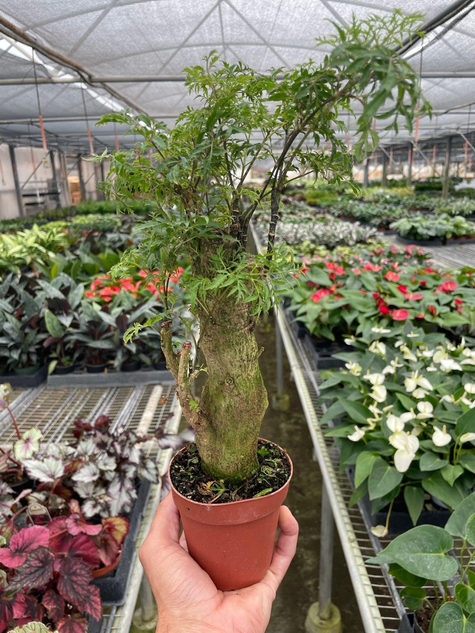 Aralia Ming Stump Plant Default 4" Pot Austin Jungle Co.