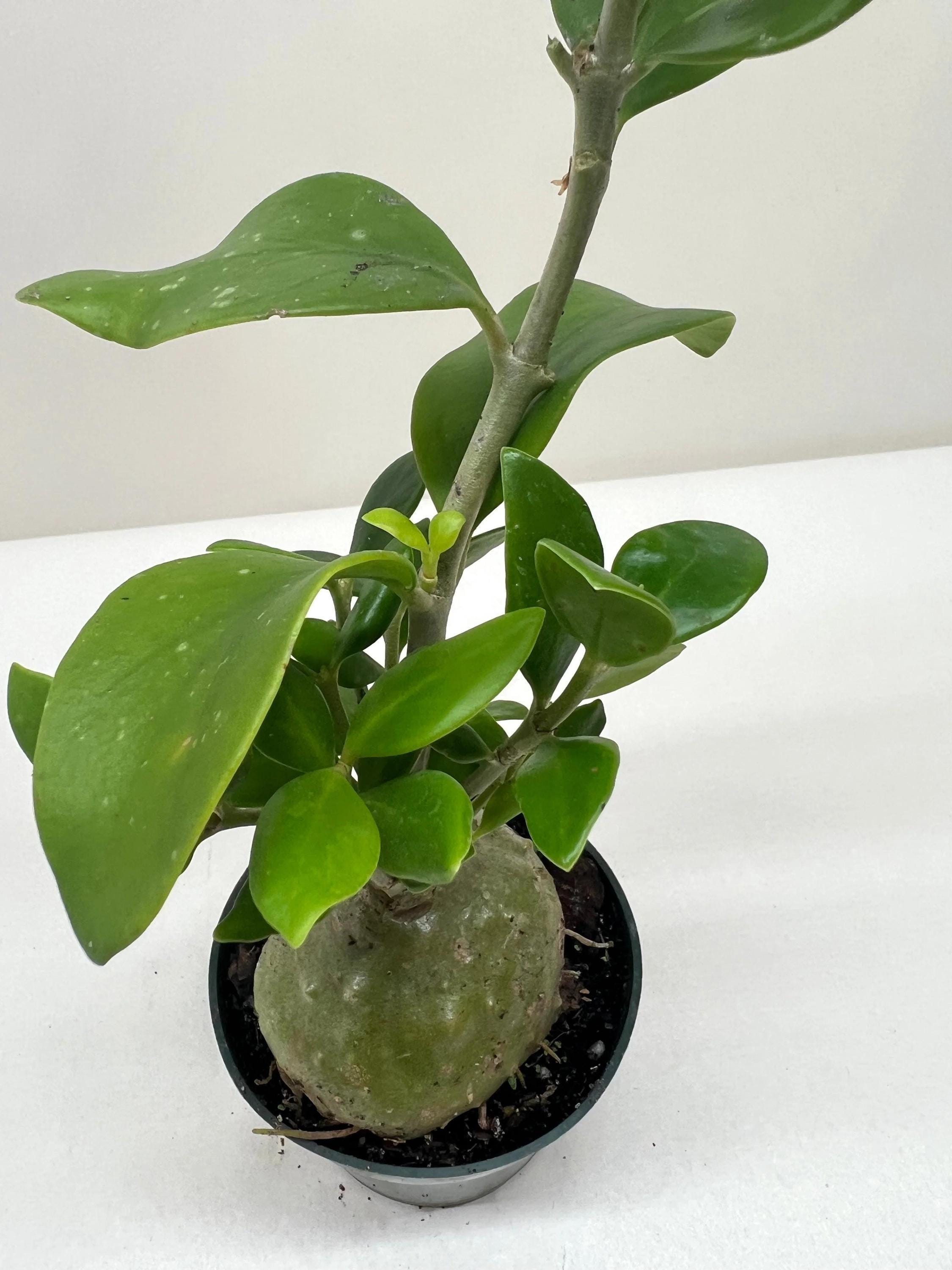 Ant Plant 4" Pot Austin Jungle Co.