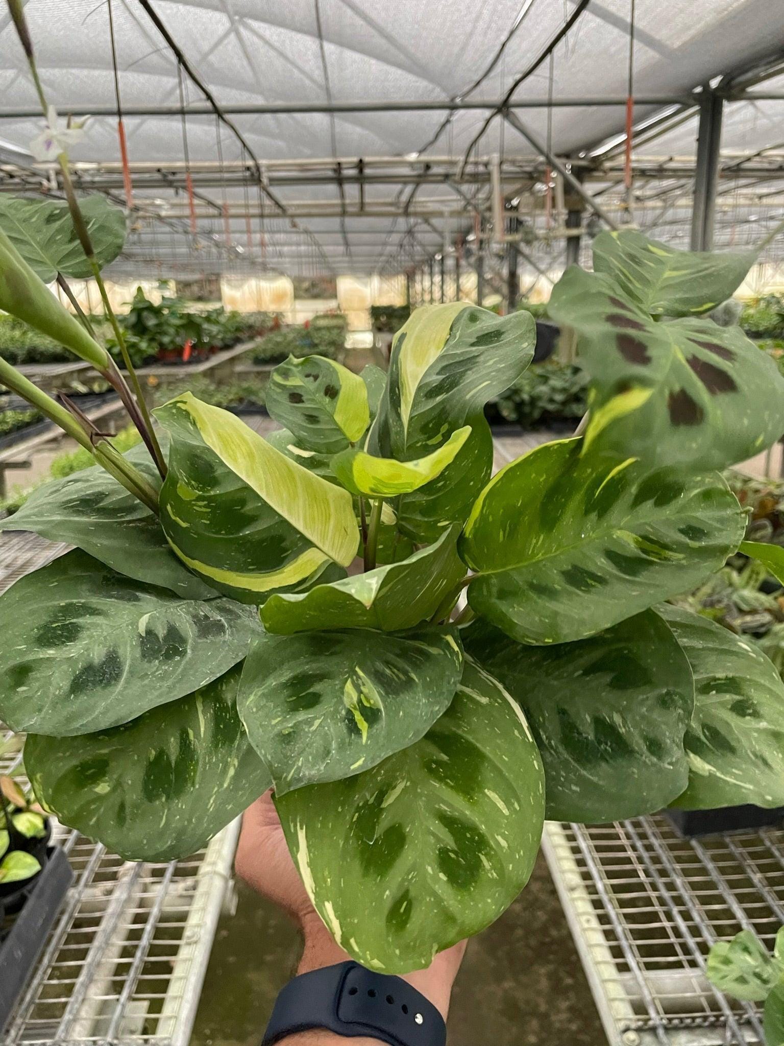 Maranta Variegated 'Beauty Kim' Default 4" Pot Austin Jungle Co.