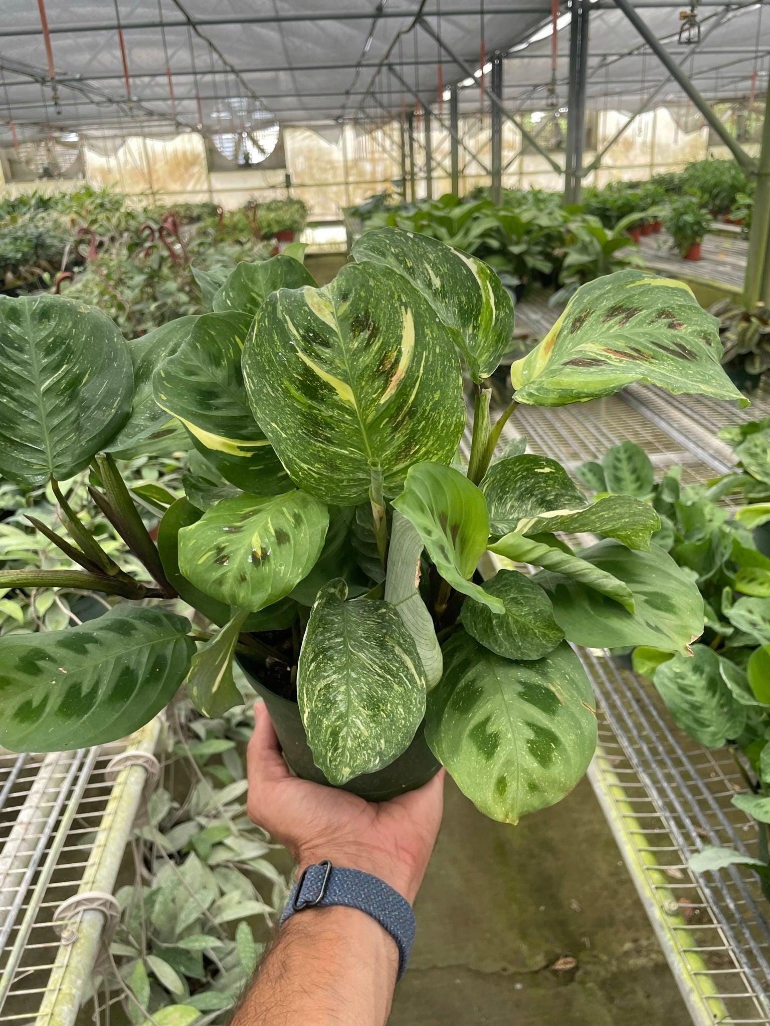 Maranta Variegated 'Beauty Kim' Default 4" Pot Austin Jungle Co.