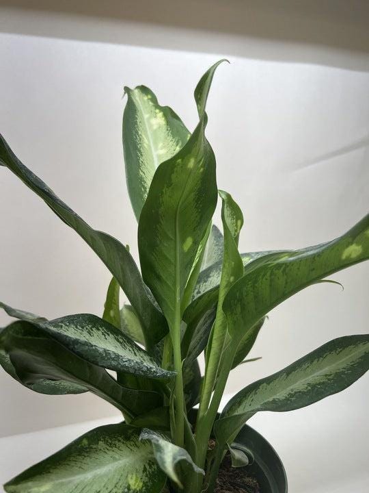 Dieffenbachia Panther Indoor Plants 6" Pot Austin Jungle Co.