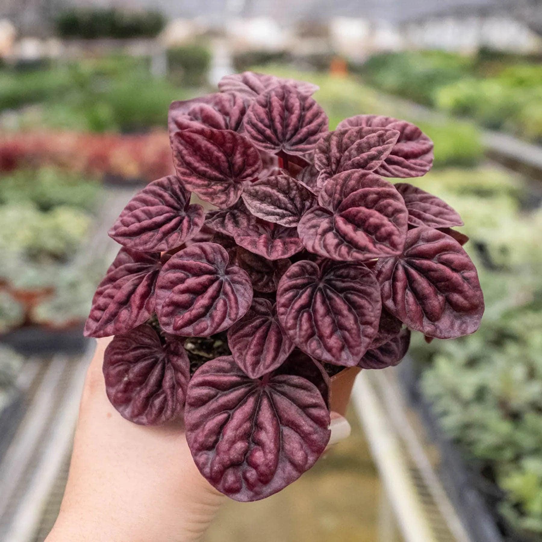 Peperomia 'Ripple Red' 4" Plant (1) ($4) 3" Pot Austin Jungle Co.
