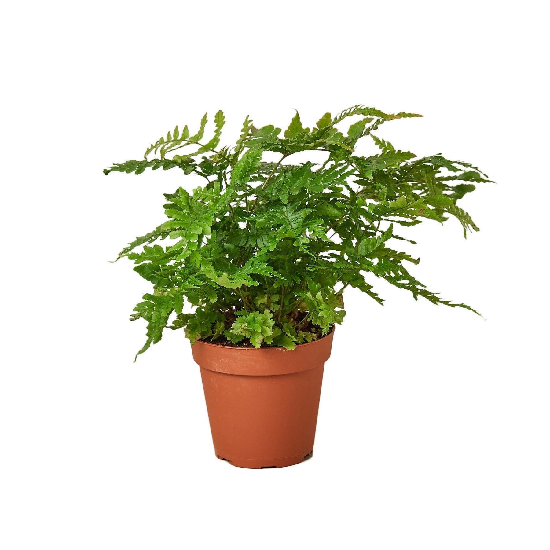 'Autumn' Fern Indoor Plants 4" Pot Austin Jungle Co.