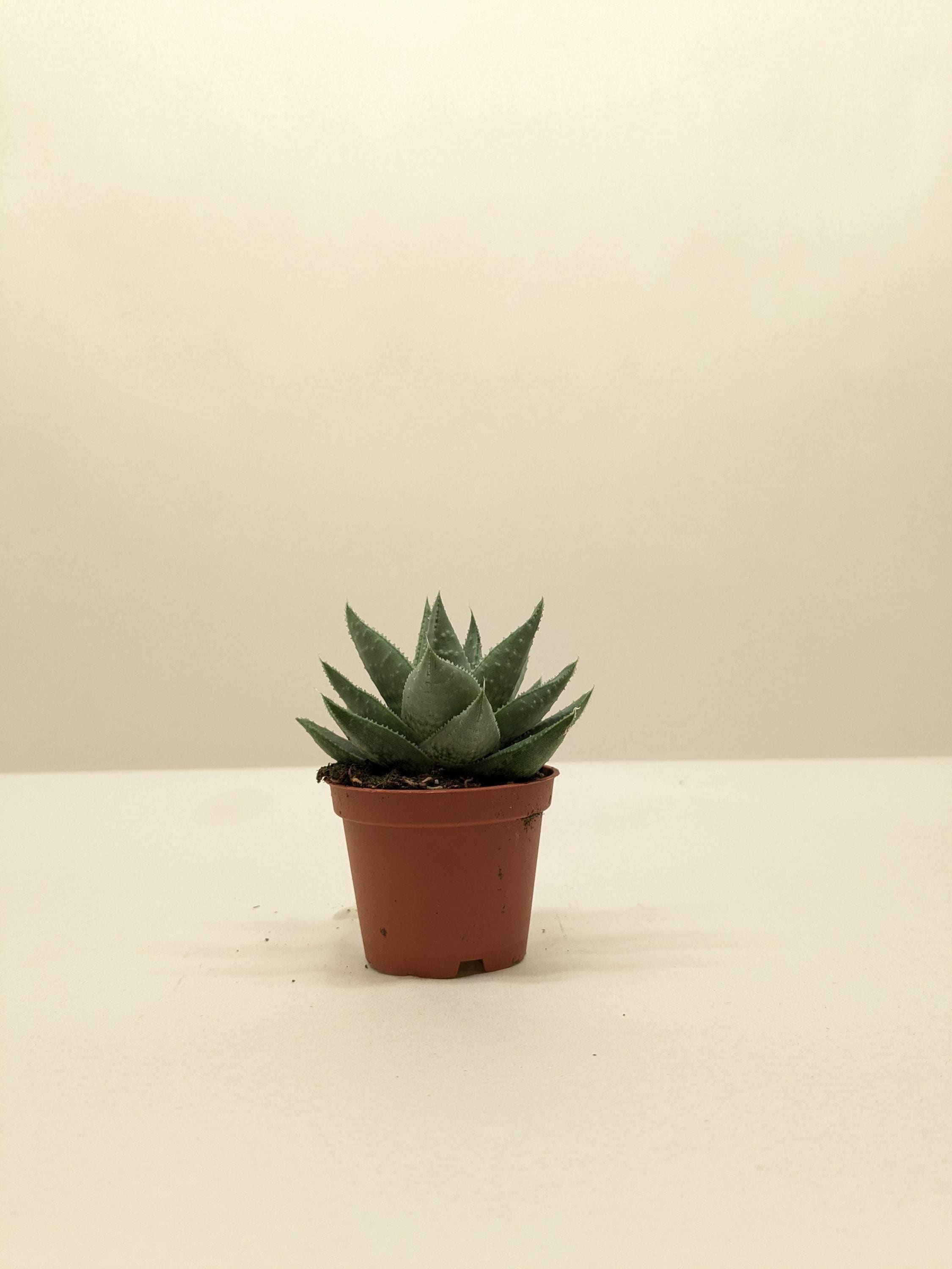 Succulent Haworthia Savanna