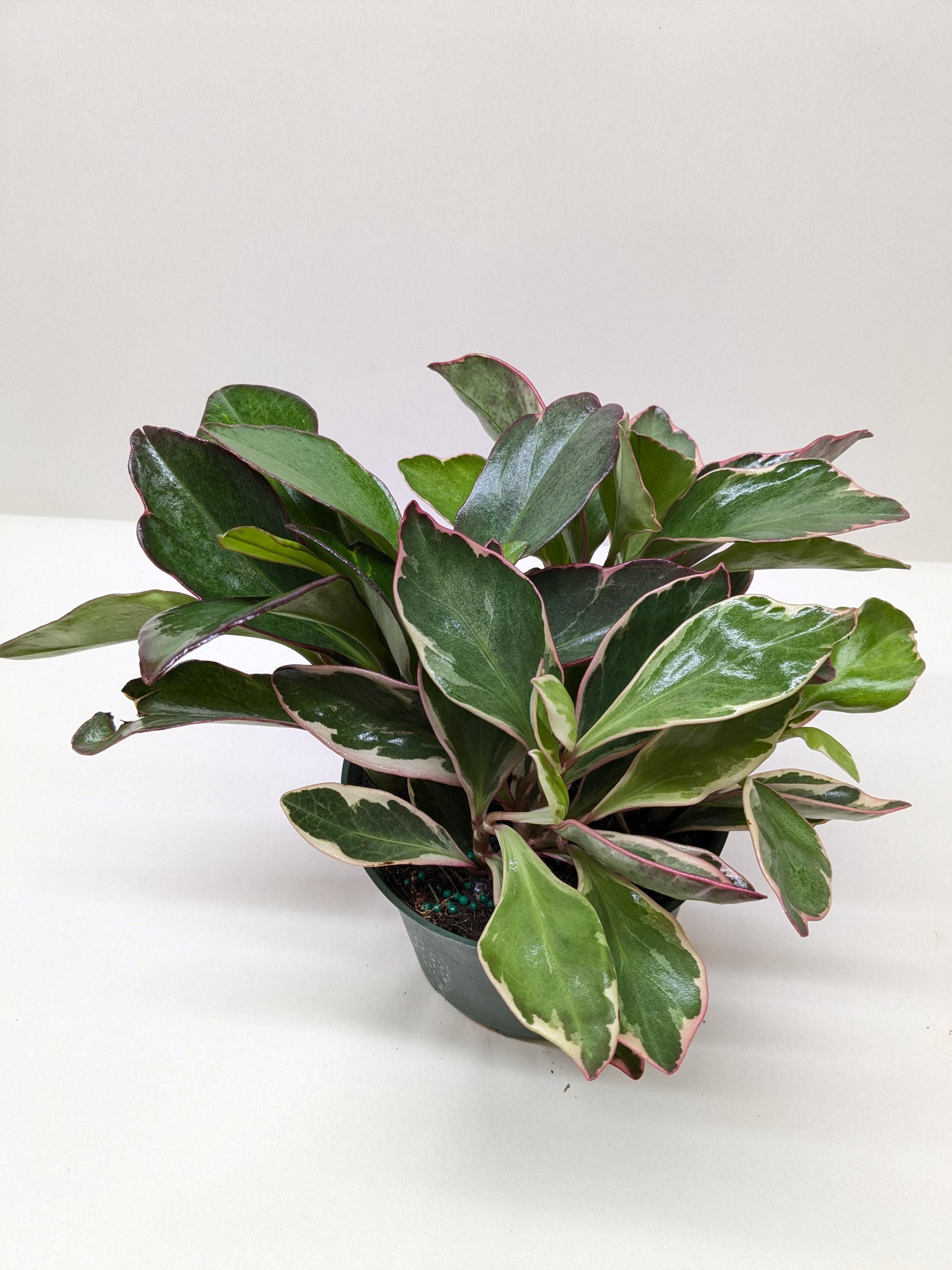 Peperomia 'Ginny' Indoor Plants 3" Pot Austin Jungle Co.