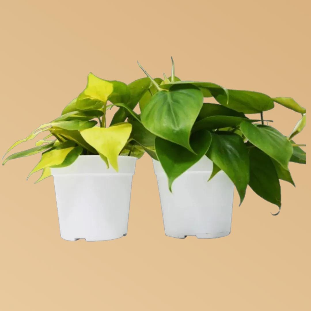 2 Philodendron Variety Pack - 4" Pots 4" Plant (2pk/$2) ($10 Ship/31oz) 4" Pot Austin Jungle Co.