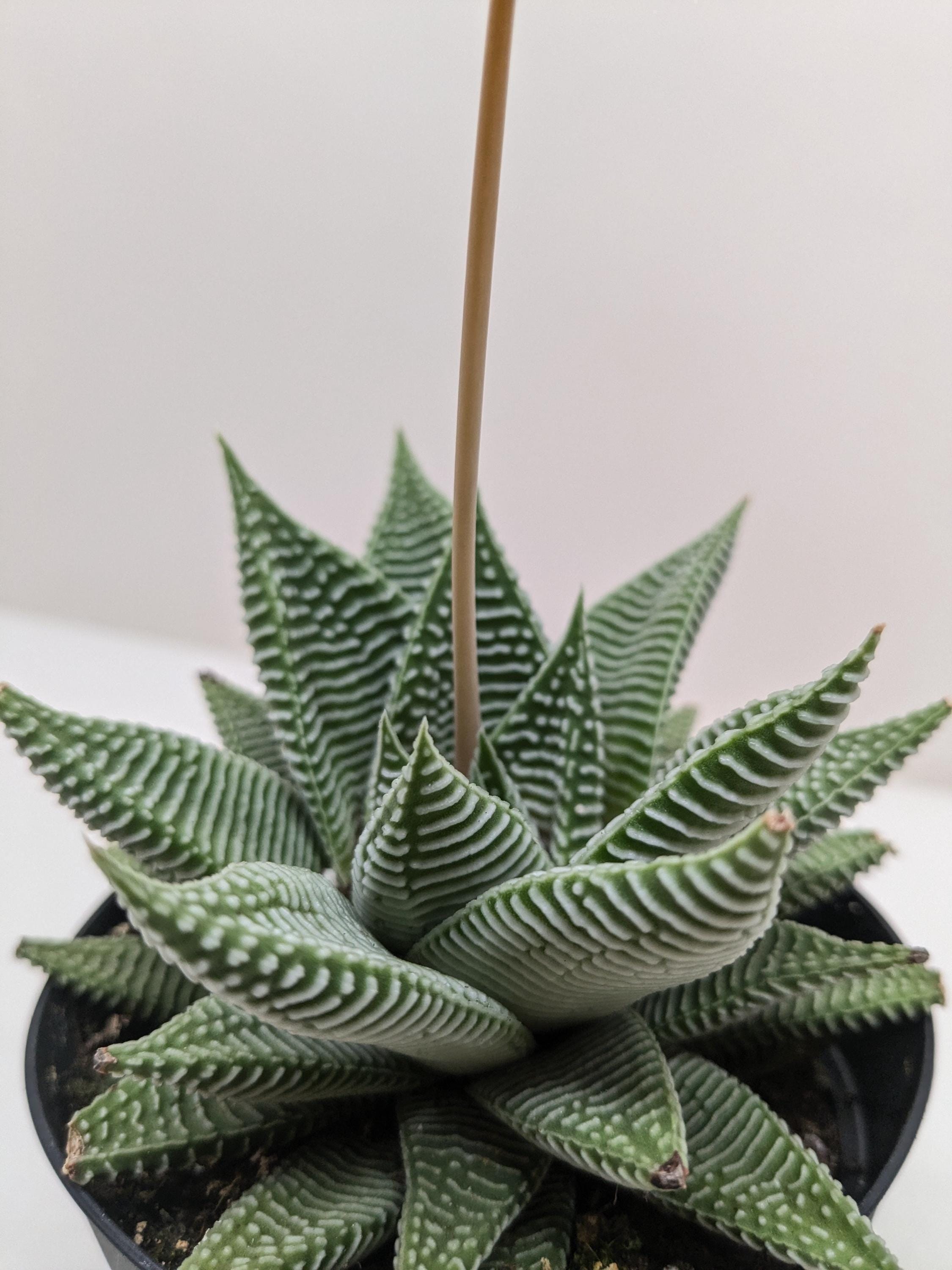 Succulent Haworthia Miami 3" Pot Austin Jungle Co.