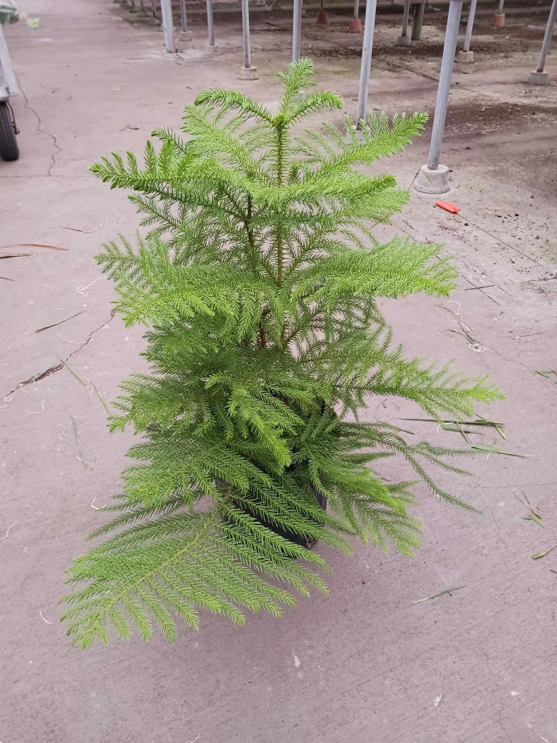Norfolk 'Island Pine' 4" Pot Austin Jungle Co.
