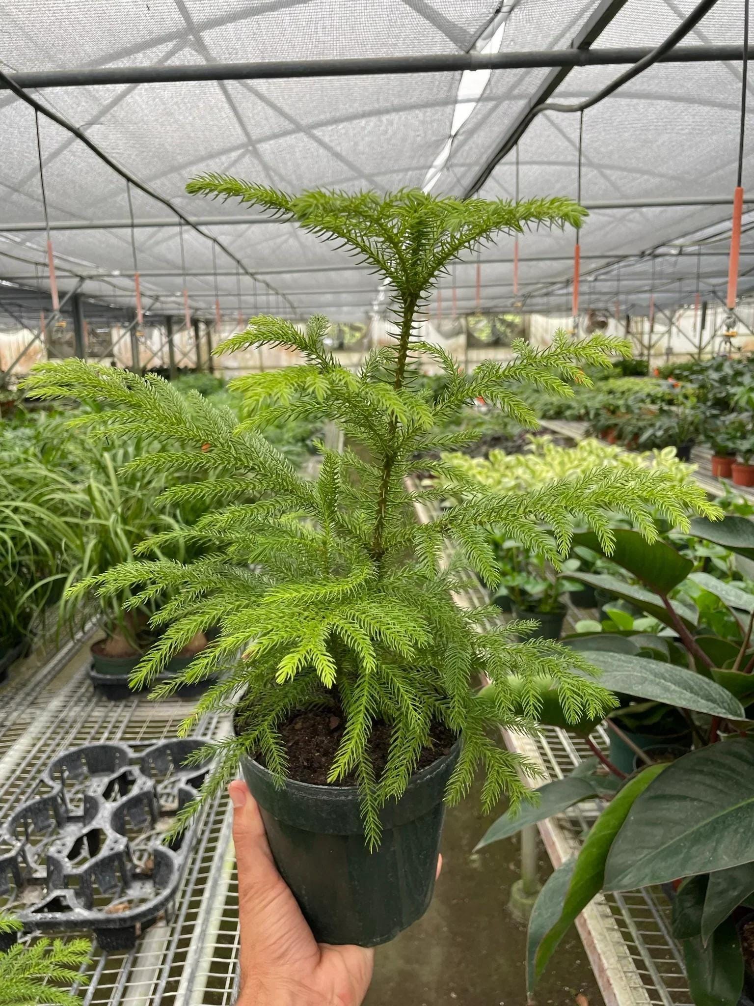 Norfolk 'Island Pine' 4" Pot Austin Jungle Co.
