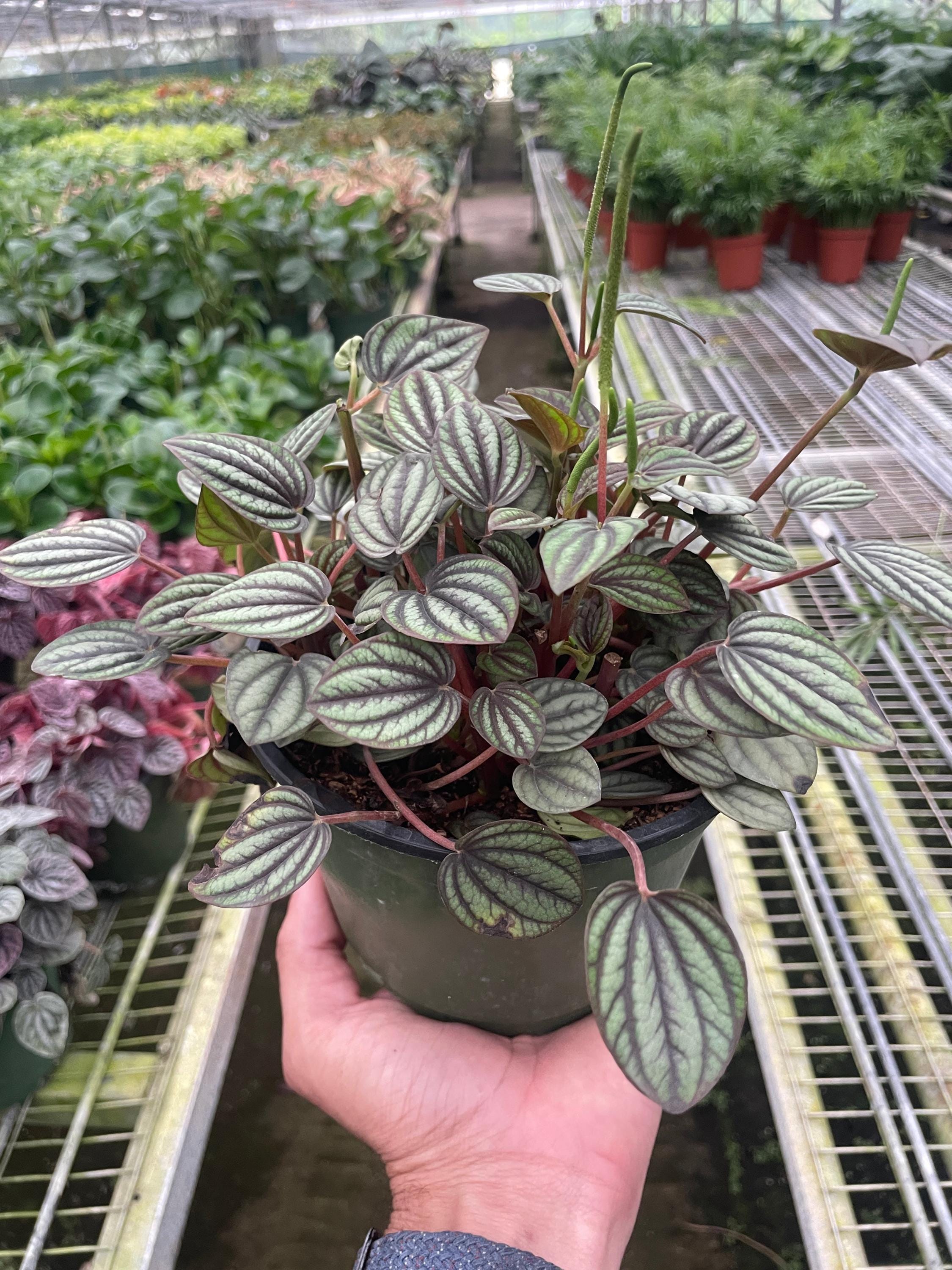 Peperomia 'Picollo Banda' Indoor Plants 4" Pot Austin Jungle Co.