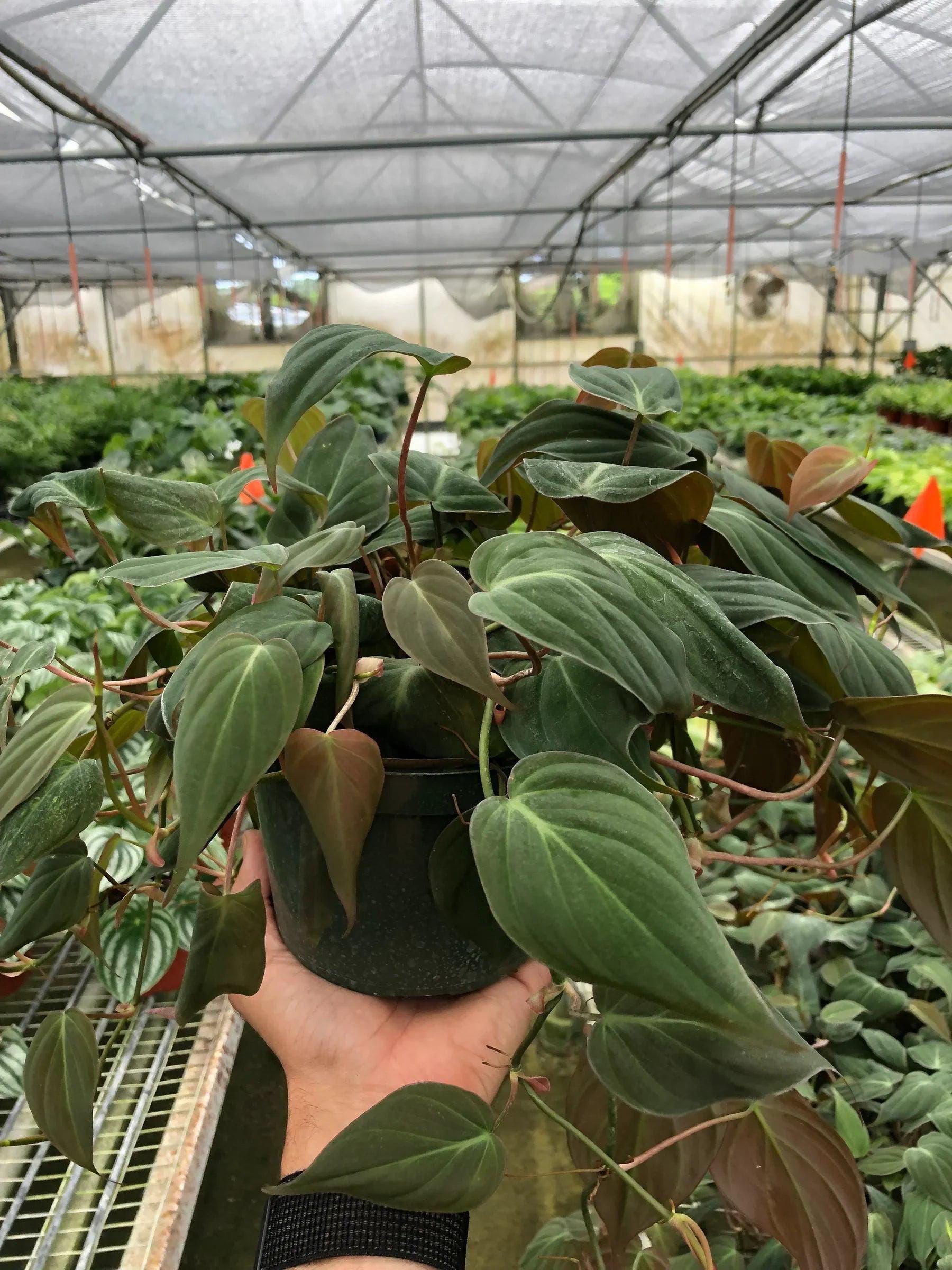 Philodendron 'Velvet' Indoor Plants 6" Pot / Nursery Pot Austin Jungle Co.
