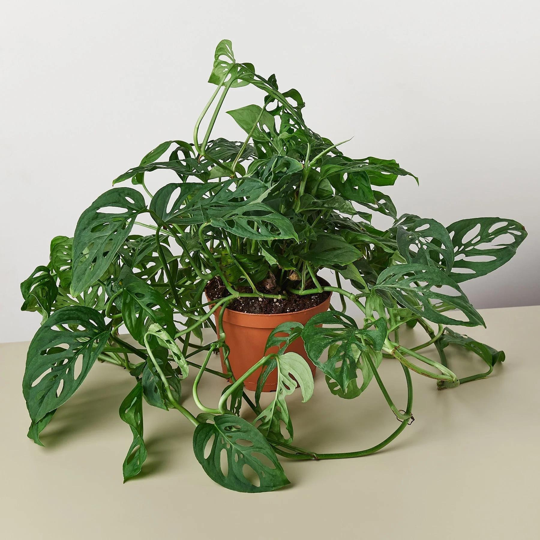 Monstera Adansonii 'Swiss Cheese' Indoor Plants 6" Pot / Nursery Pot Austin Jungle Co.
