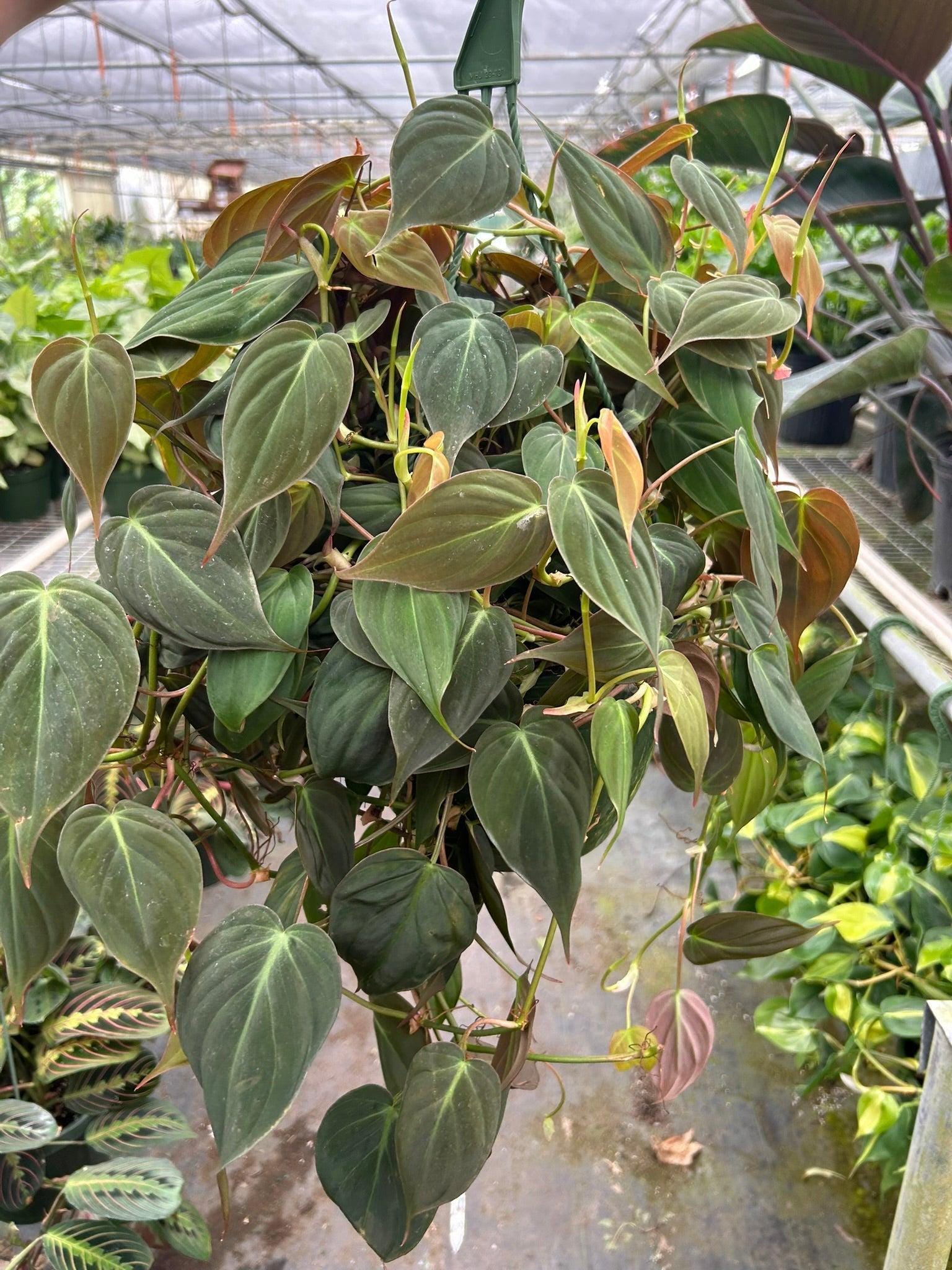 Philodendron 'Velvet' Indoor Plants 8" Pot / Nursery Pot Austin Jungle Co.