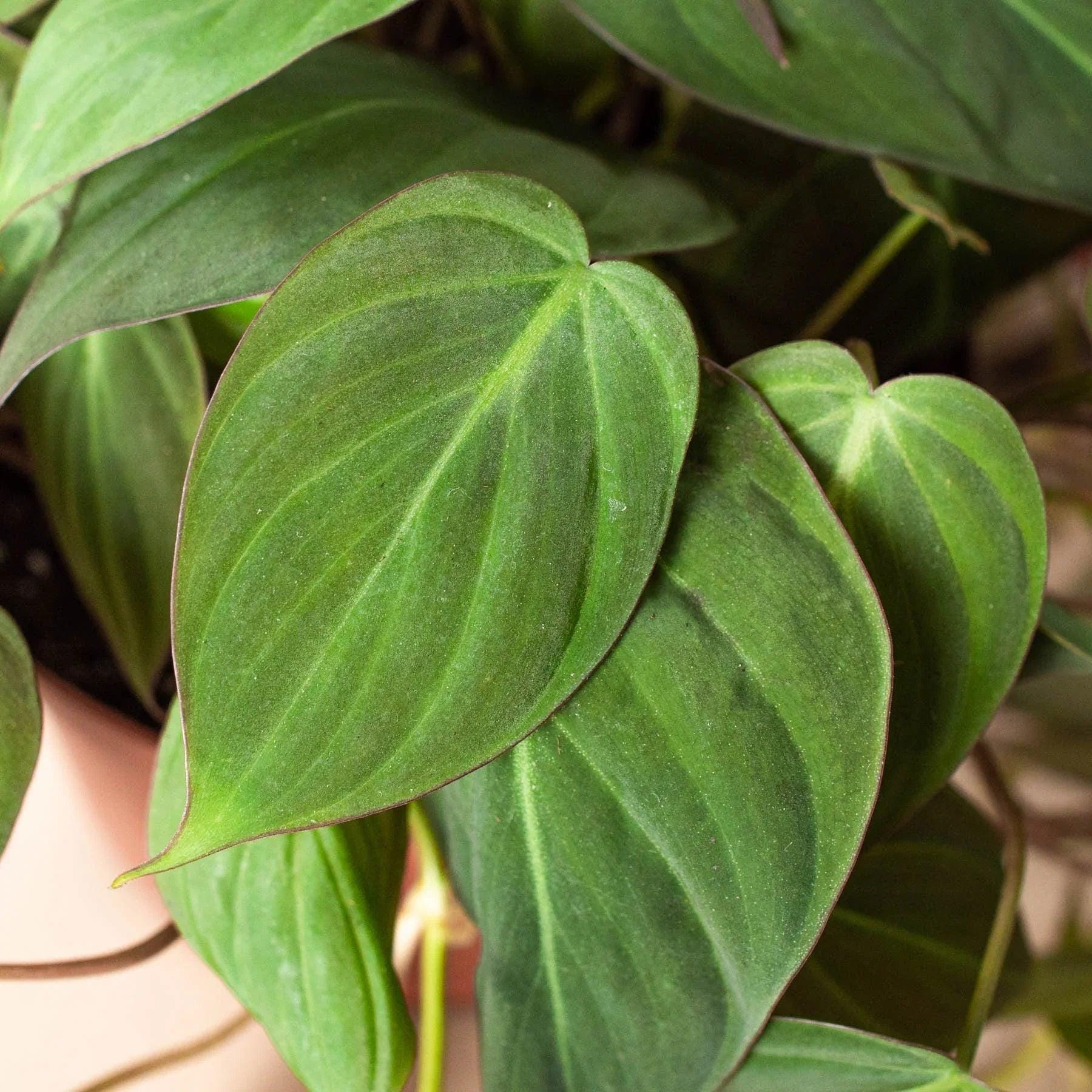 Philodendron 'Velvet' Indoor Plants 3" Pot / Nursery Pot Austin Jungle Co.