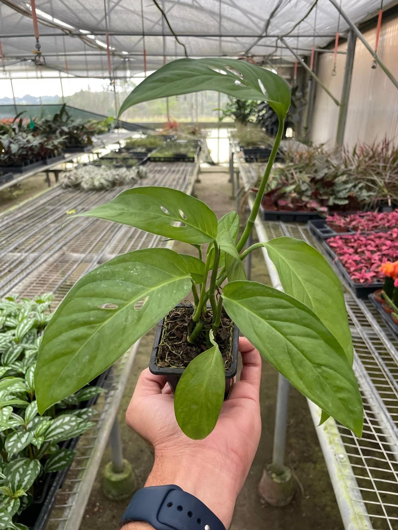 Monstera Adansonii 'Swiss Cheese' Indoor Plants 3" Pot / Nursery Pot Austin Jungle Co.