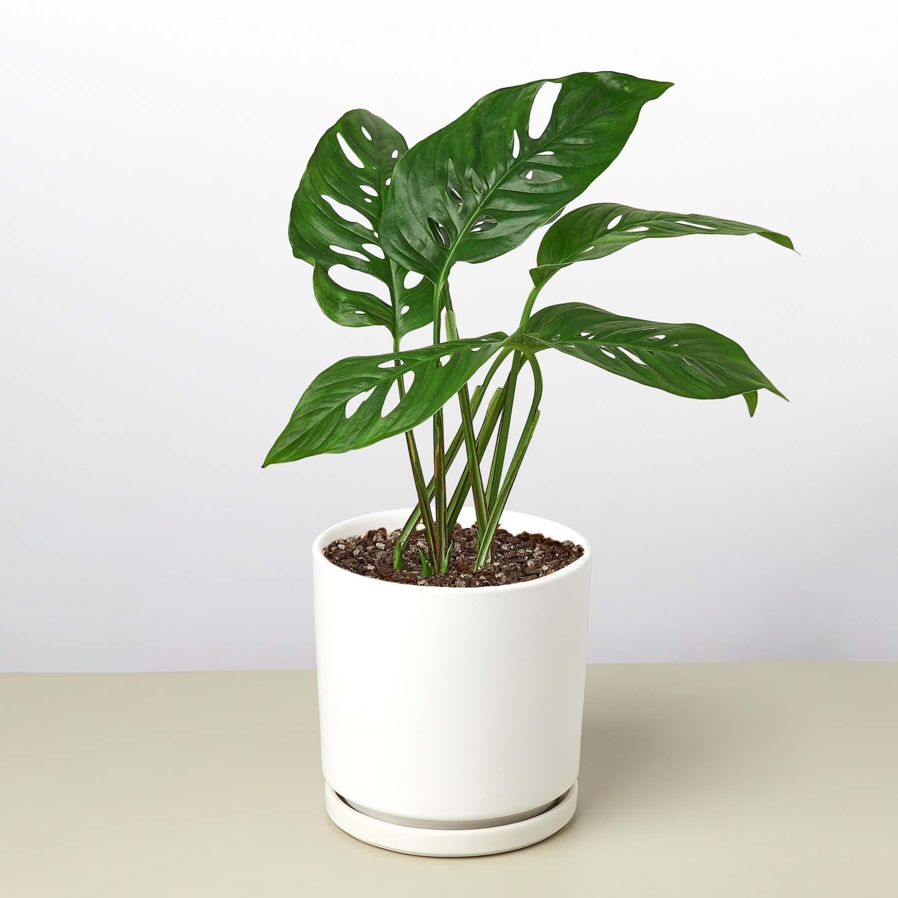Monstera Adansonii 'Swiss Cheese' Indoor Plants 2" Pot / Nursery Pot Austin Jungle Co.