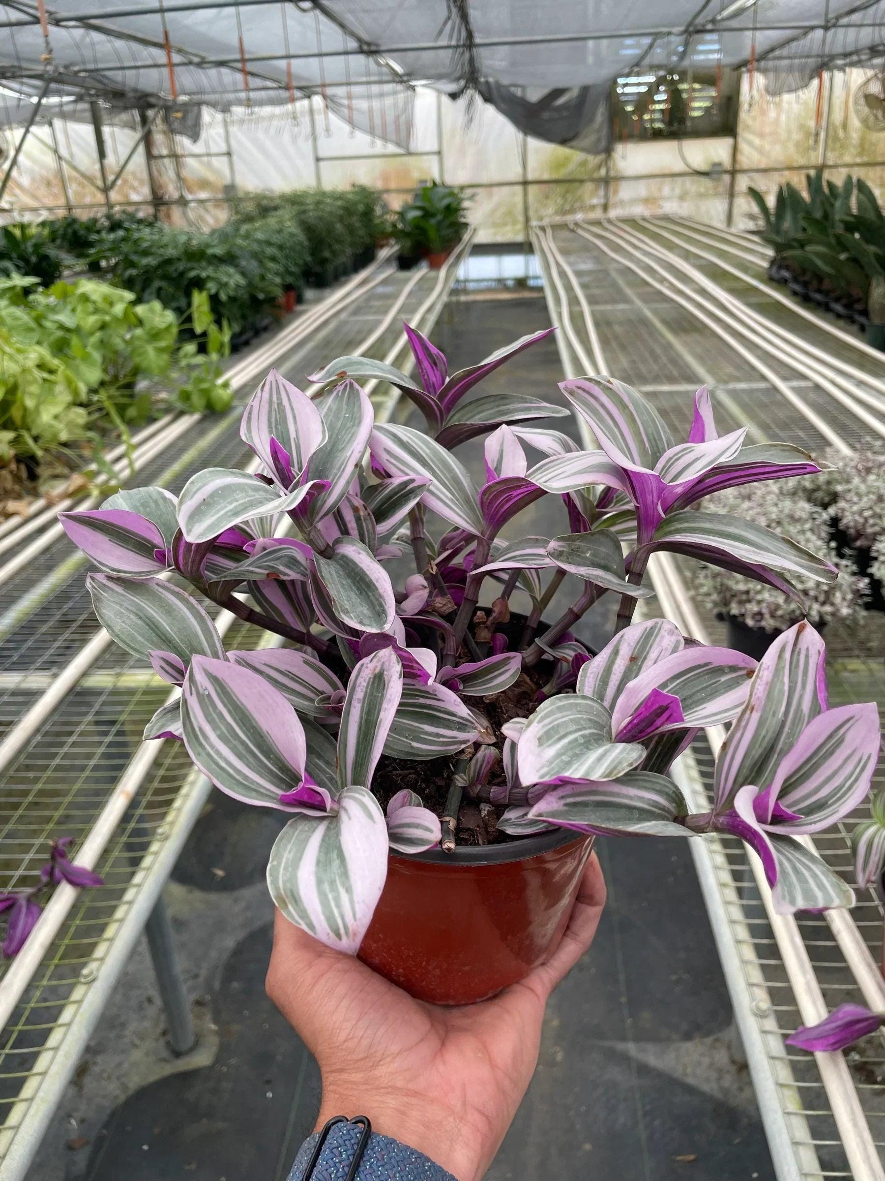 Tradescantia 'Nanouk' Indoor Plants 4" Pot Austin Jungle Co.