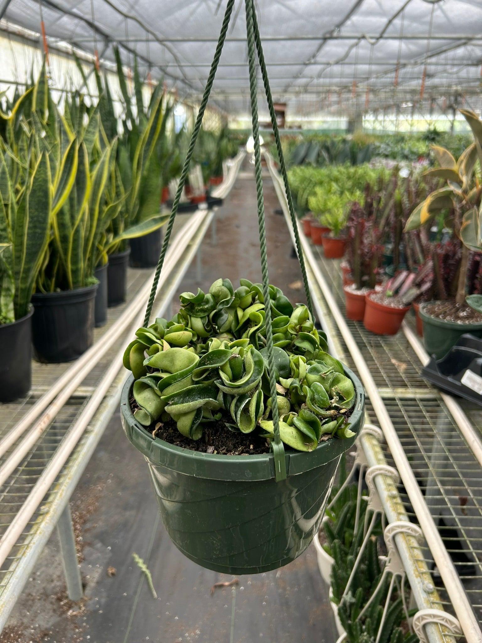 Hoya Rope Plant 4" Plant 3" Pot / Nursery Pot Austin Jungle Co.